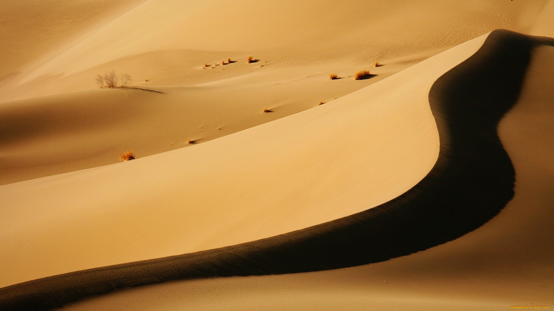 природа, пустыни, колючки, тень, бархан, песок, пустыня
