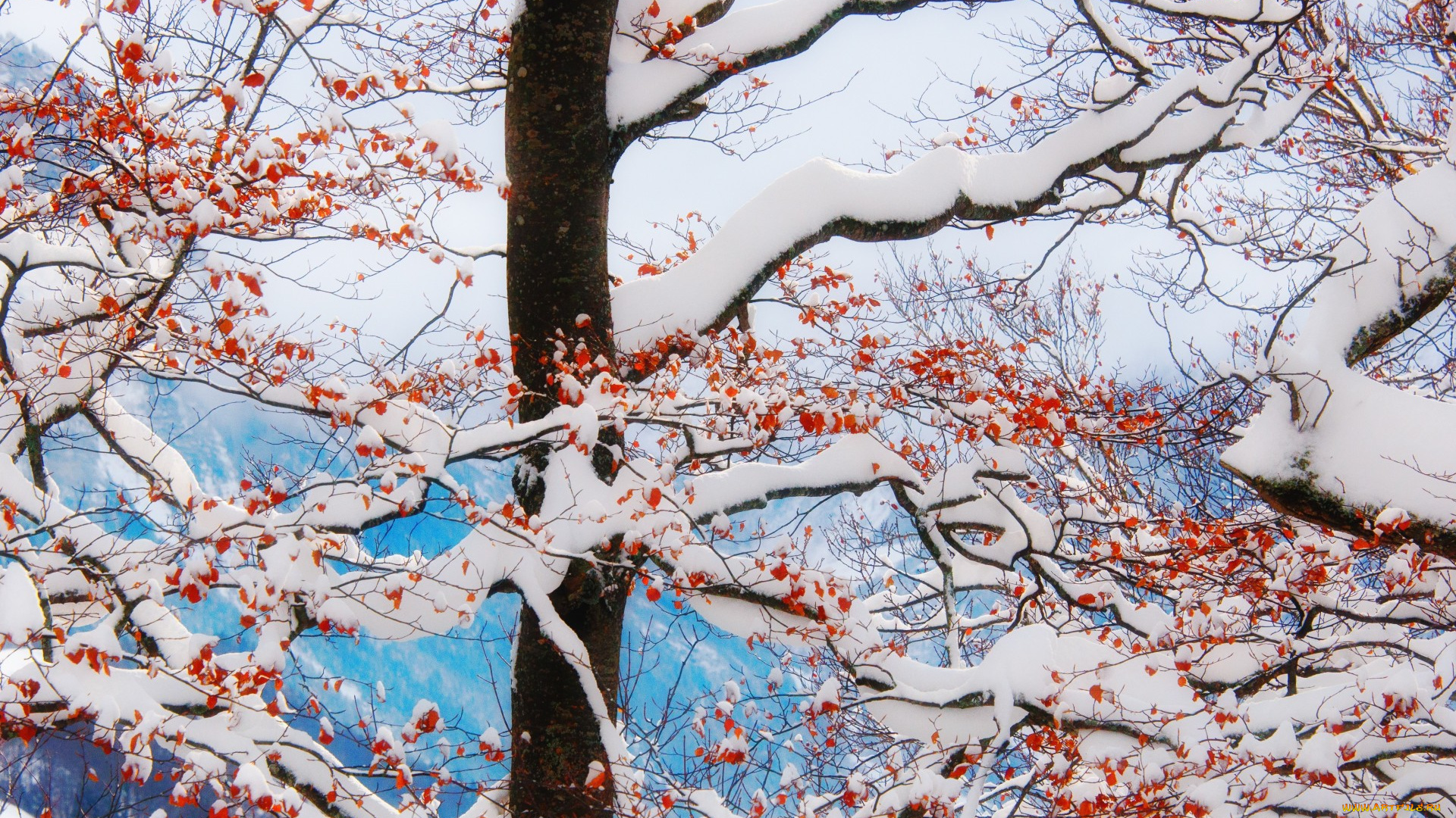 природа, зима, красные, ягоды, ветки, снег, дерево