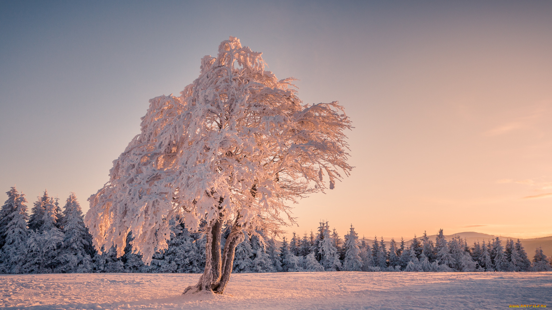 природа, зима, лес, иней, снег, дерево, елки, утро