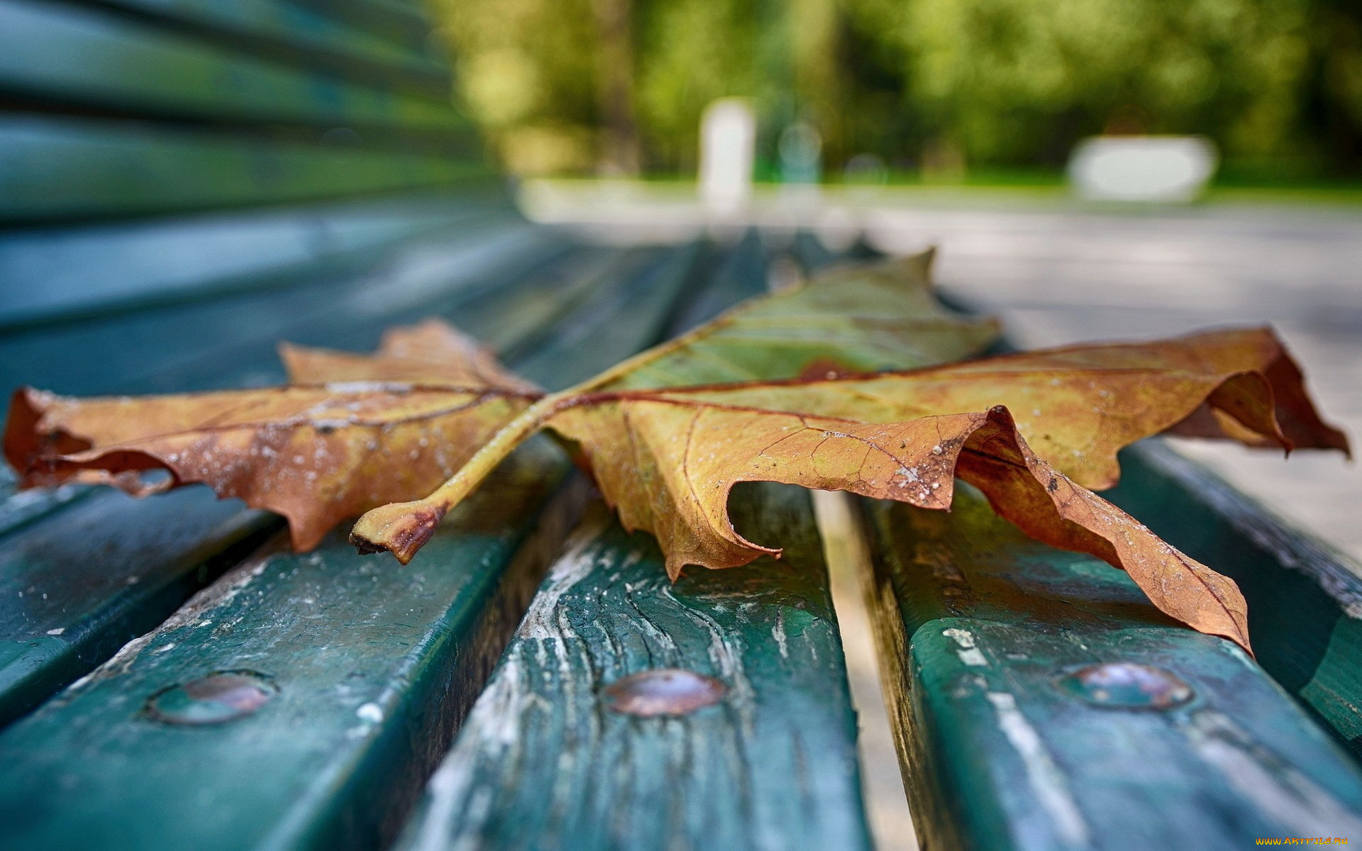природа, листья, осень, лист, скамейка, парк, лавка