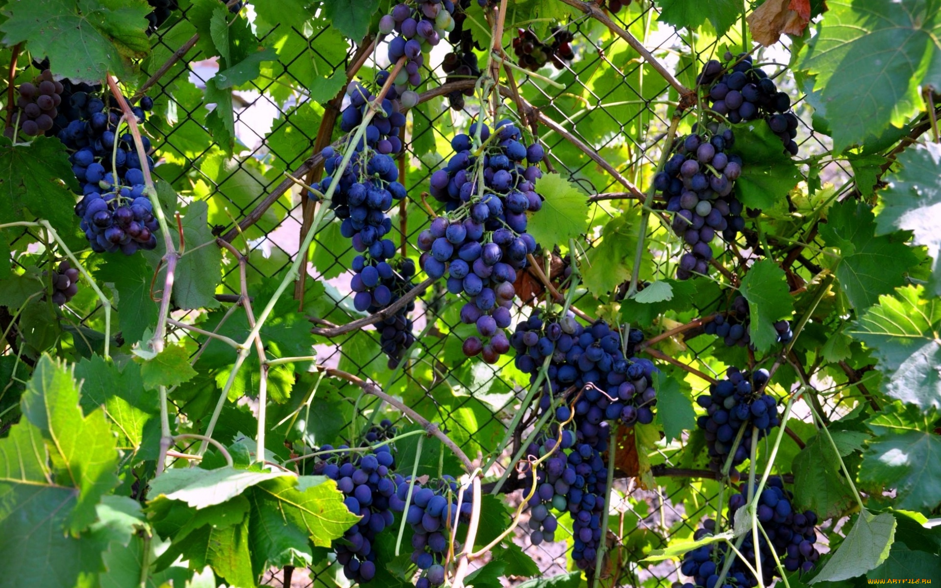 природа, Ягоды, , виноград, листья, лоза, грозди