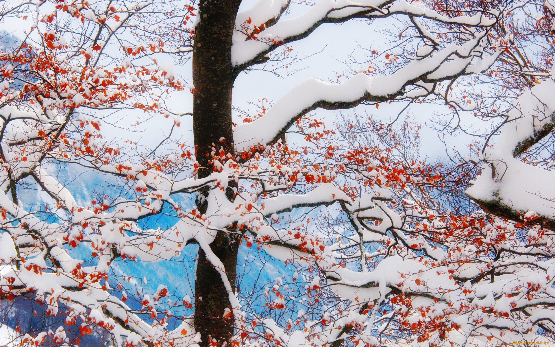 природа, зима, красные, ягоды, ветки, снег, дерево
