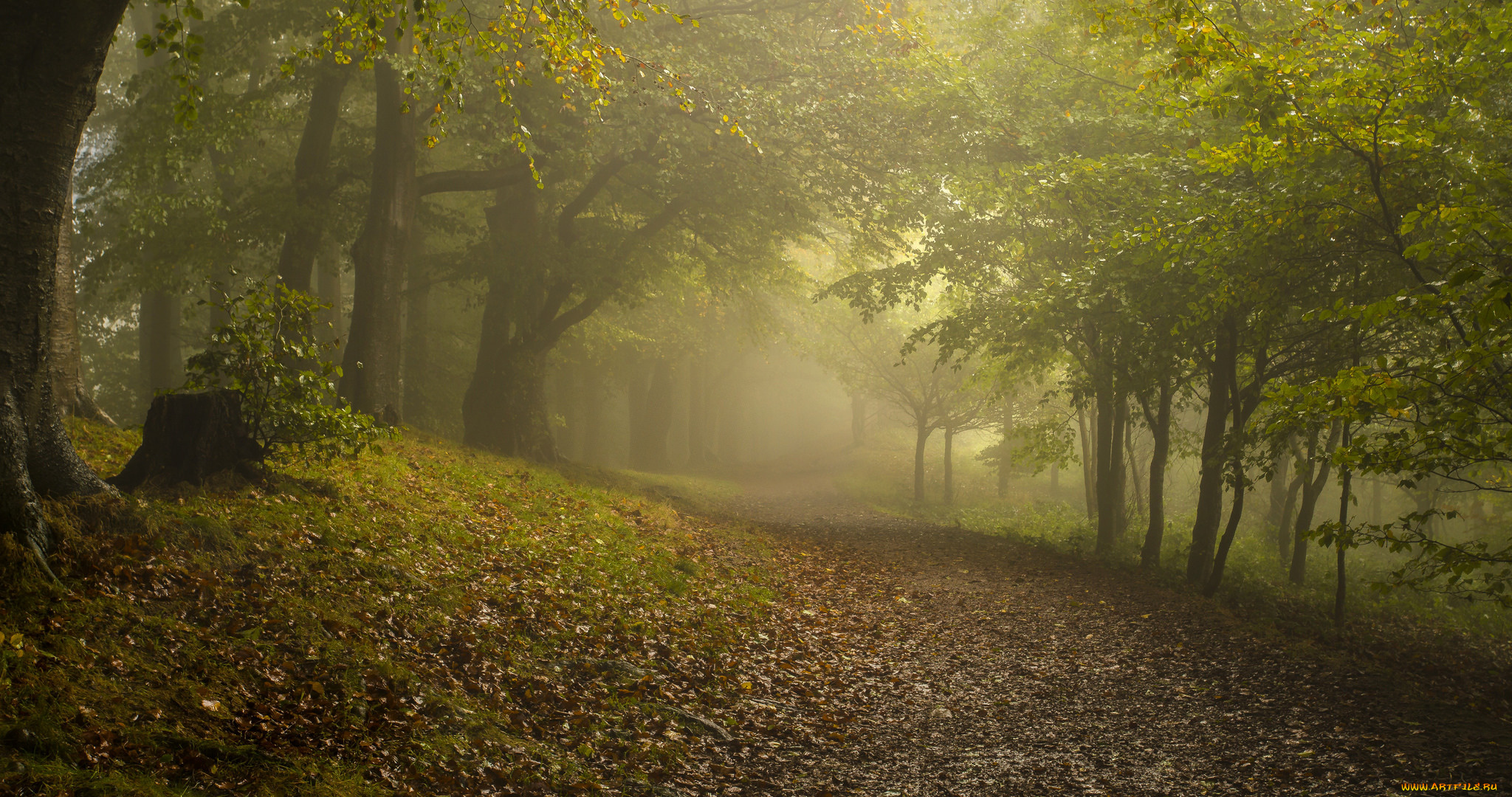 природа, дороги, осень, туман, лес