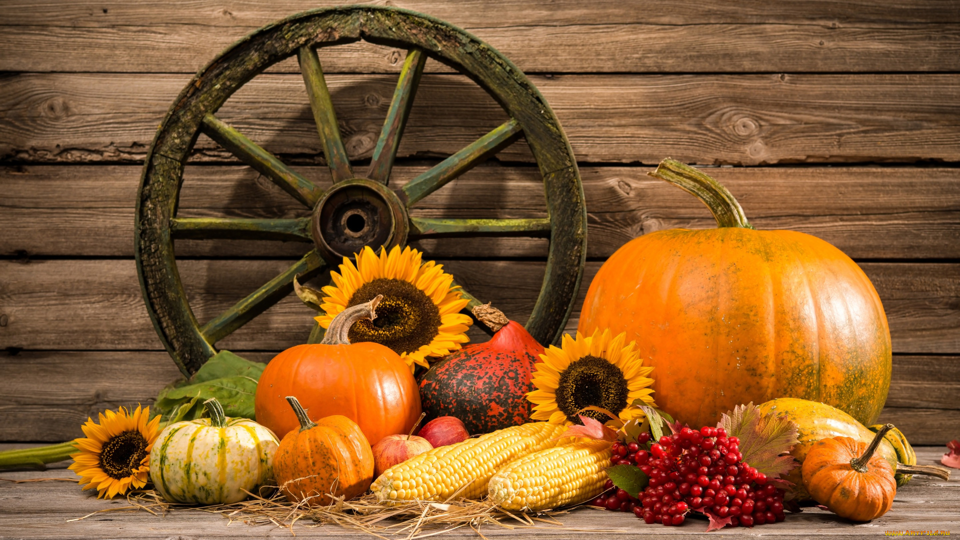 еда, овощи, vegetables, autumn, harvest, pumpkin, still, life, натюрморт, тыква, урожай, осень