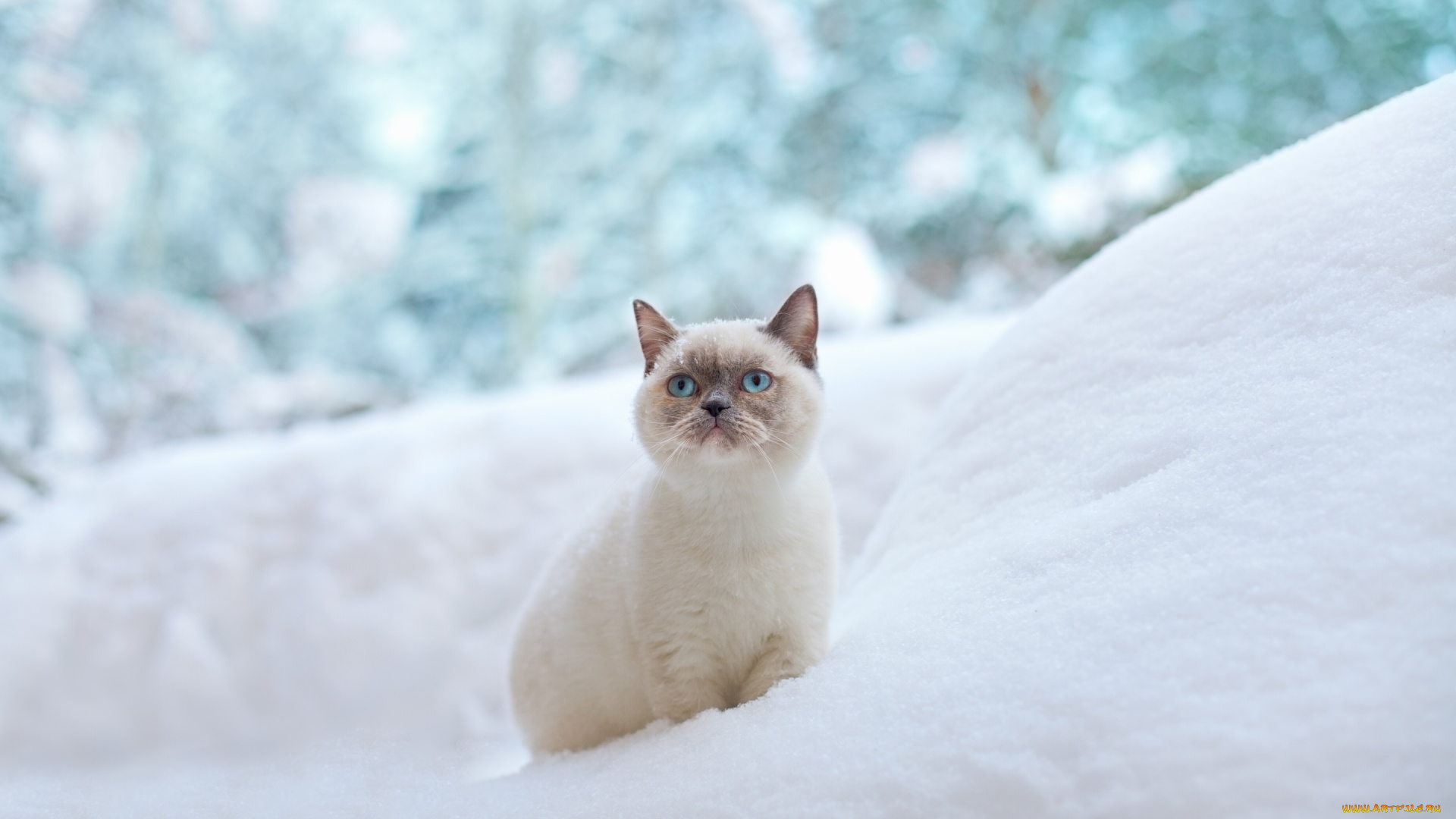 животные, коты, кошка, голубые, глаза, зима, сугроб, снег
