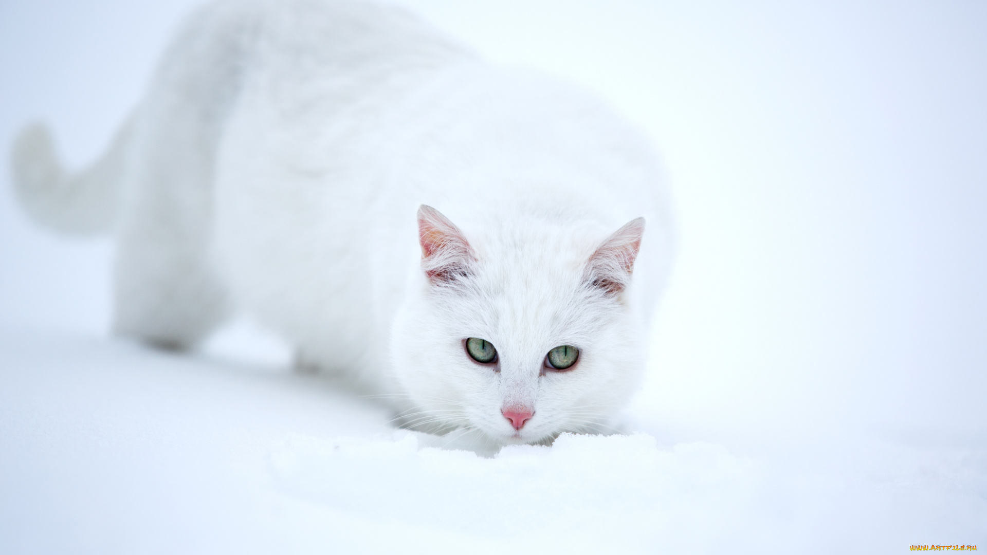 животные, коты, снег, белая, кошка, взгляд
