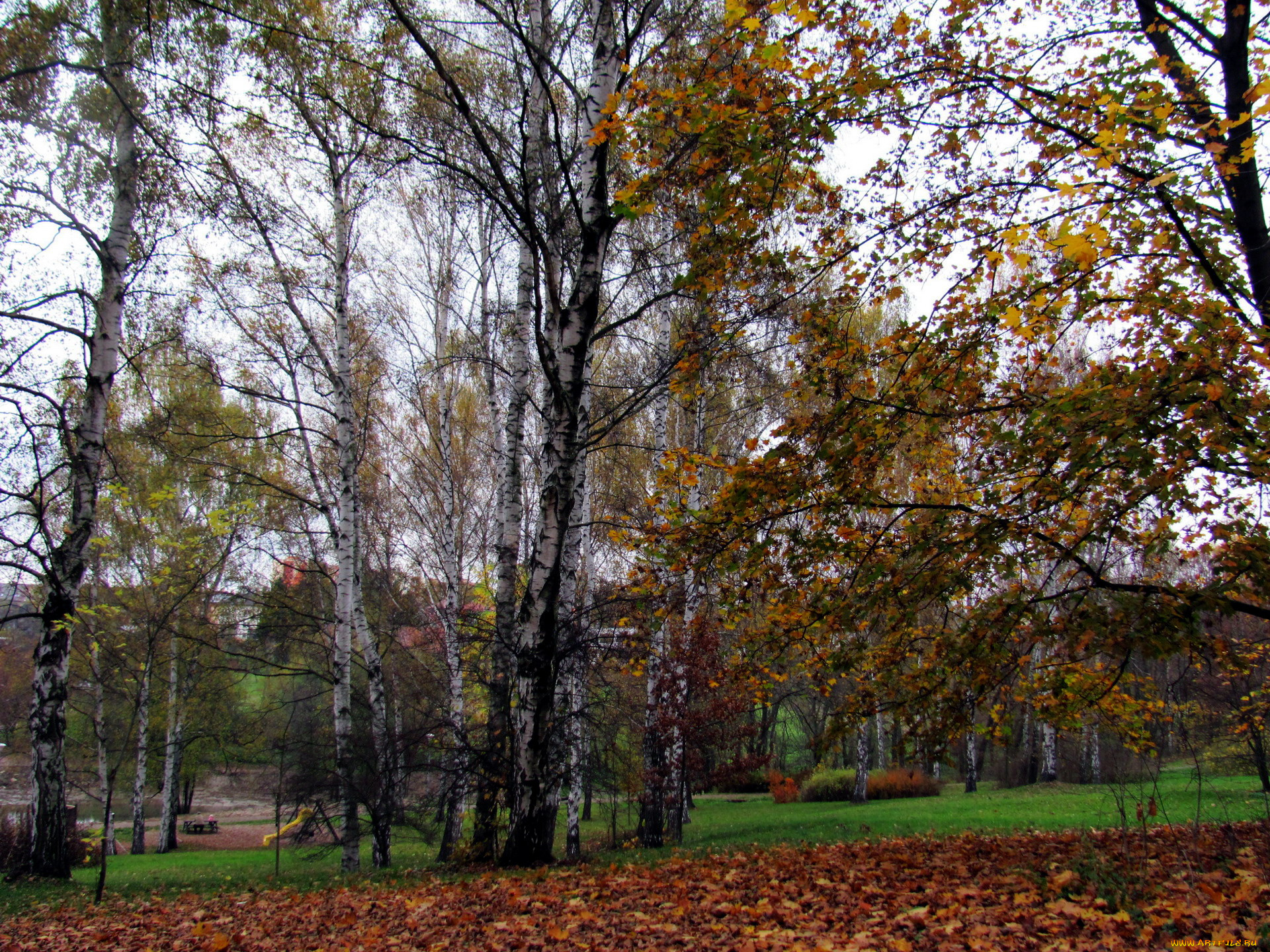 природа, лес, березки, осень, листья