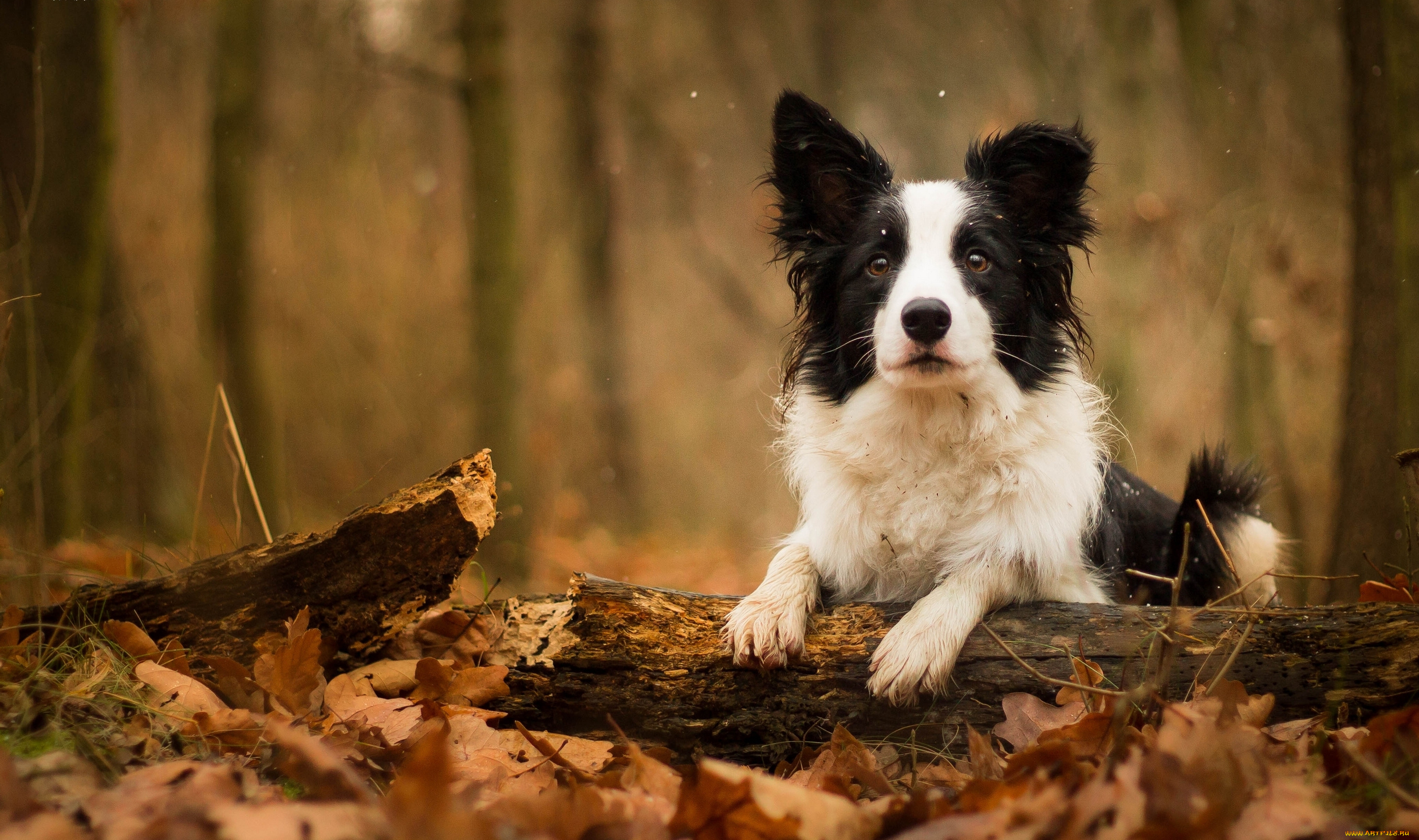 животные, собаки, собака, осень, листья, бревно