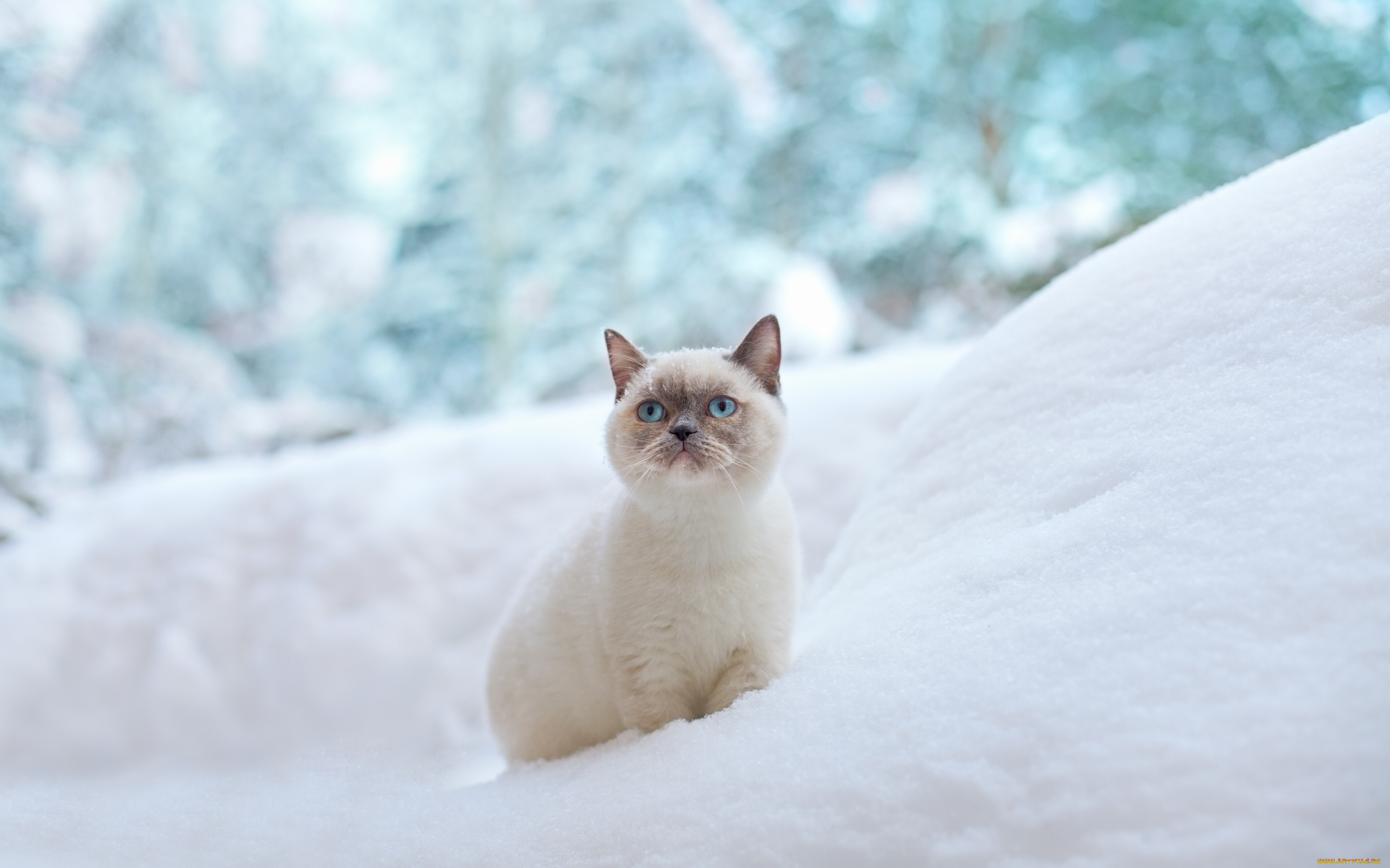 животные, коты, кошка, голубые, глаза, зима, сугроб, снег