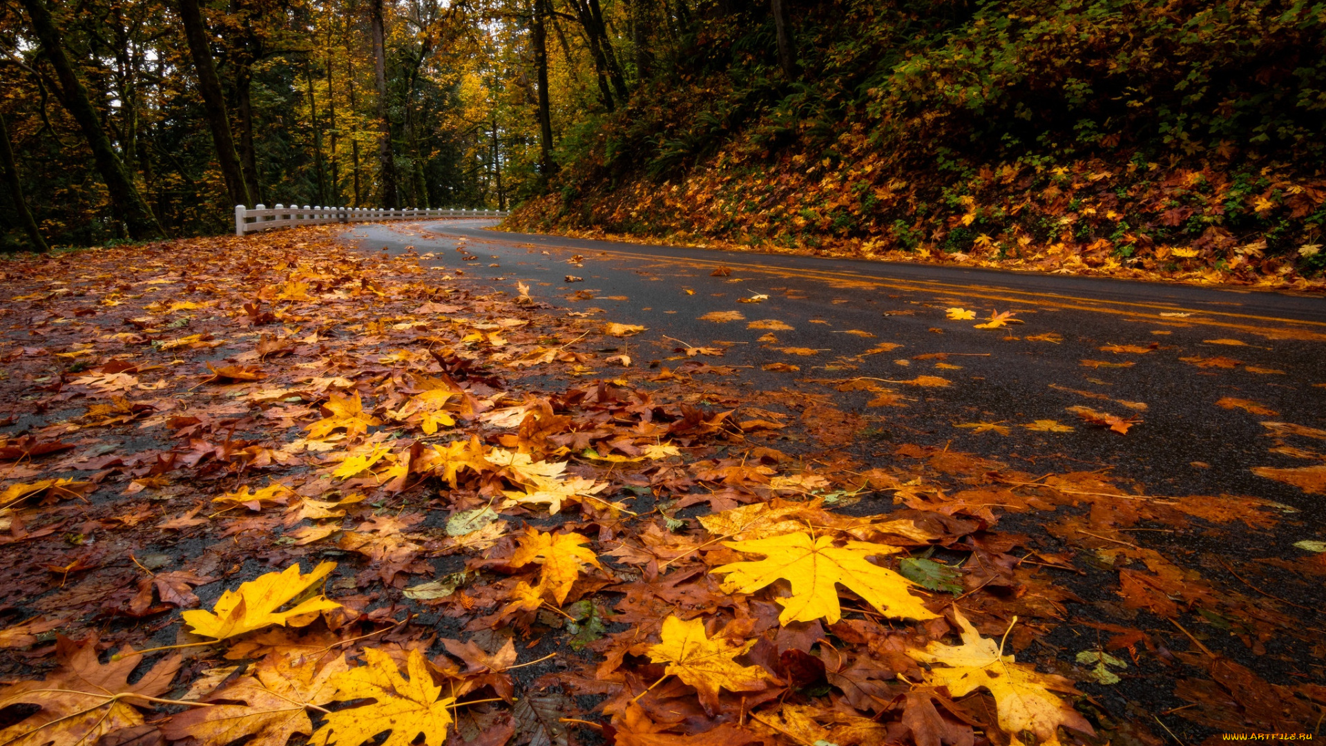 природа, дороги, листья, осень, дорога
