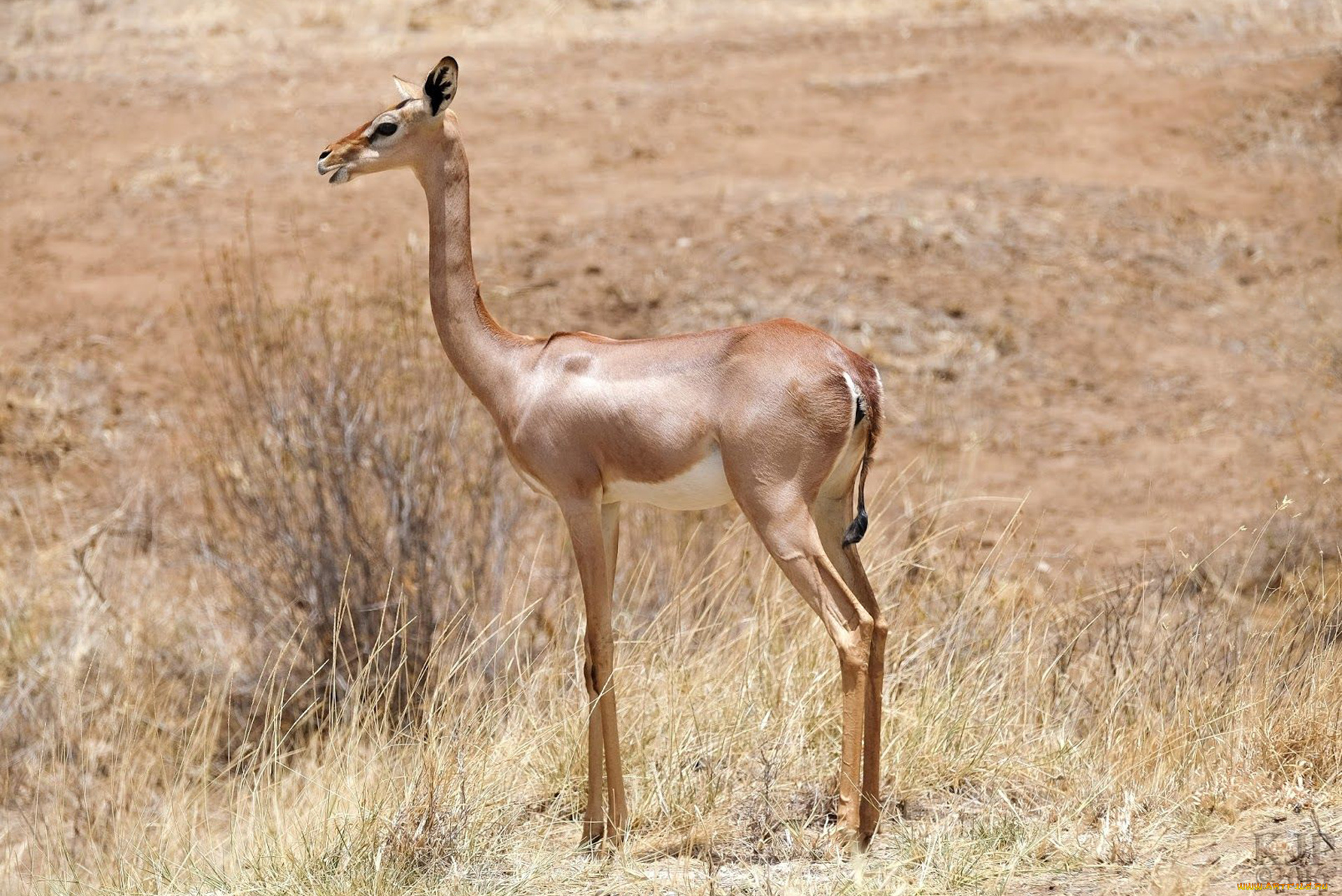 gerenuk, животные, антилопы, гаренук, антилопа, китопарнокопытные, полорогие, млекопитающие, гаренуки