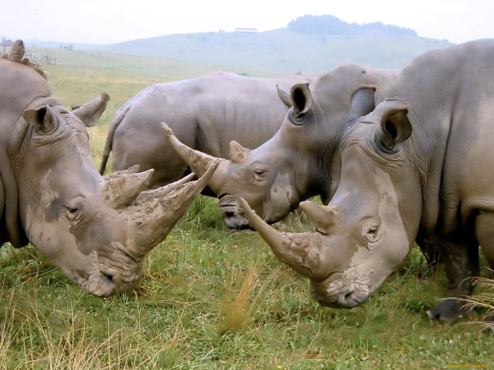 животные, носороги