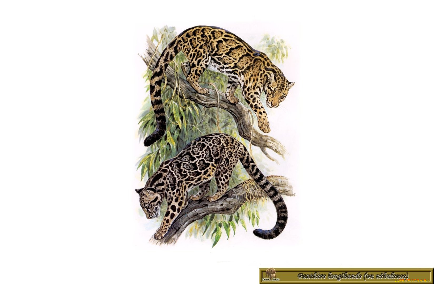рисованные, животные, дымчатый, леопард