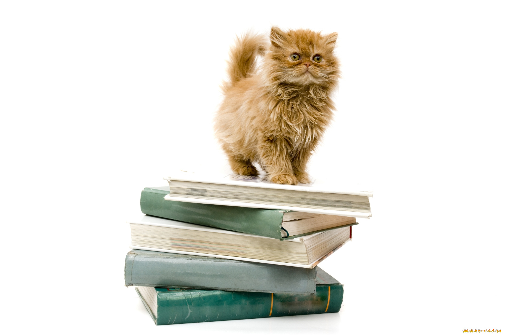 Котик для презентации. Котёнок с книжкой. Умный кот. Кот с книгой. Кошка с книжкой.