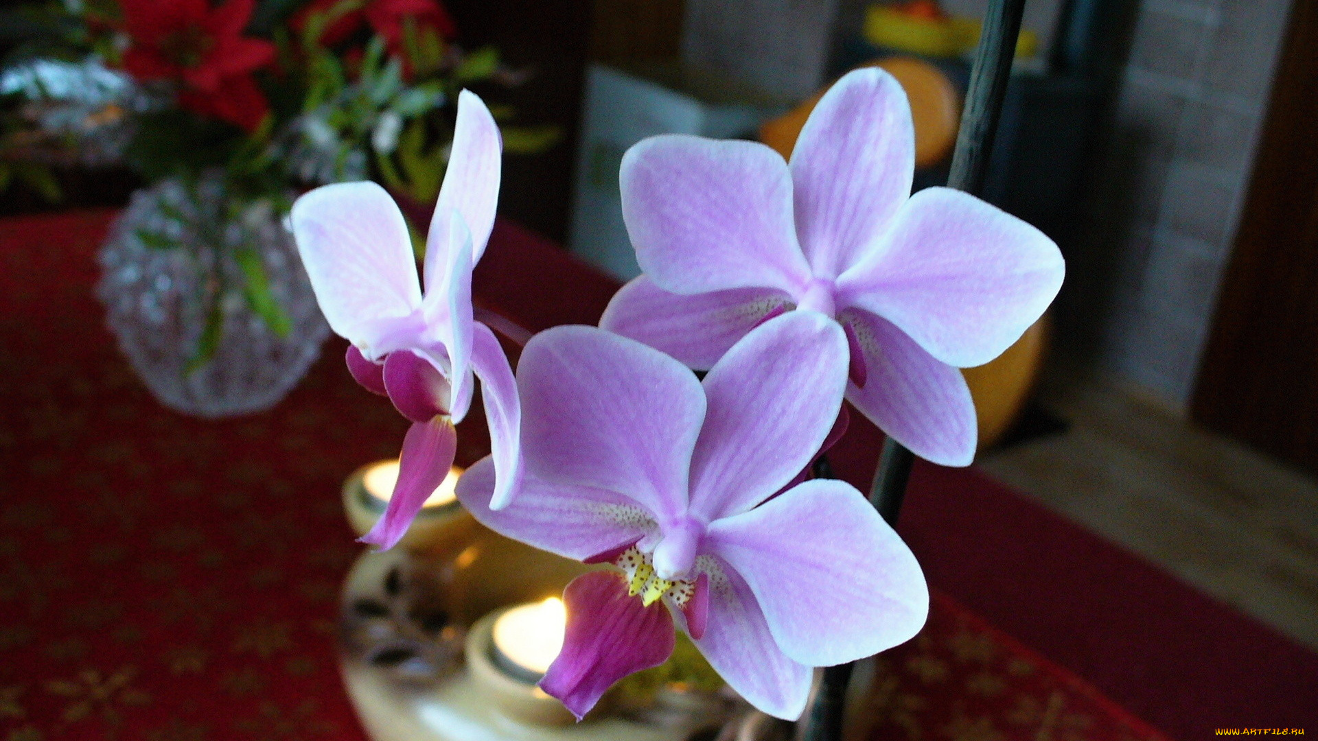 цветы, орхидеи, фиолетовые, нежные