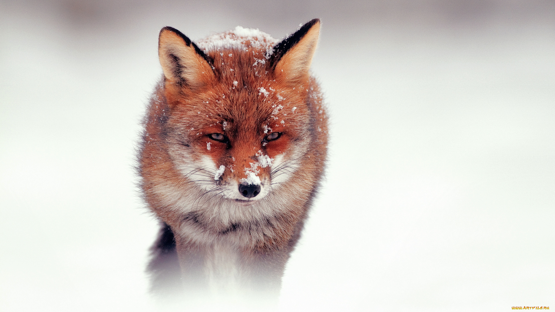 животные, лисы, снег