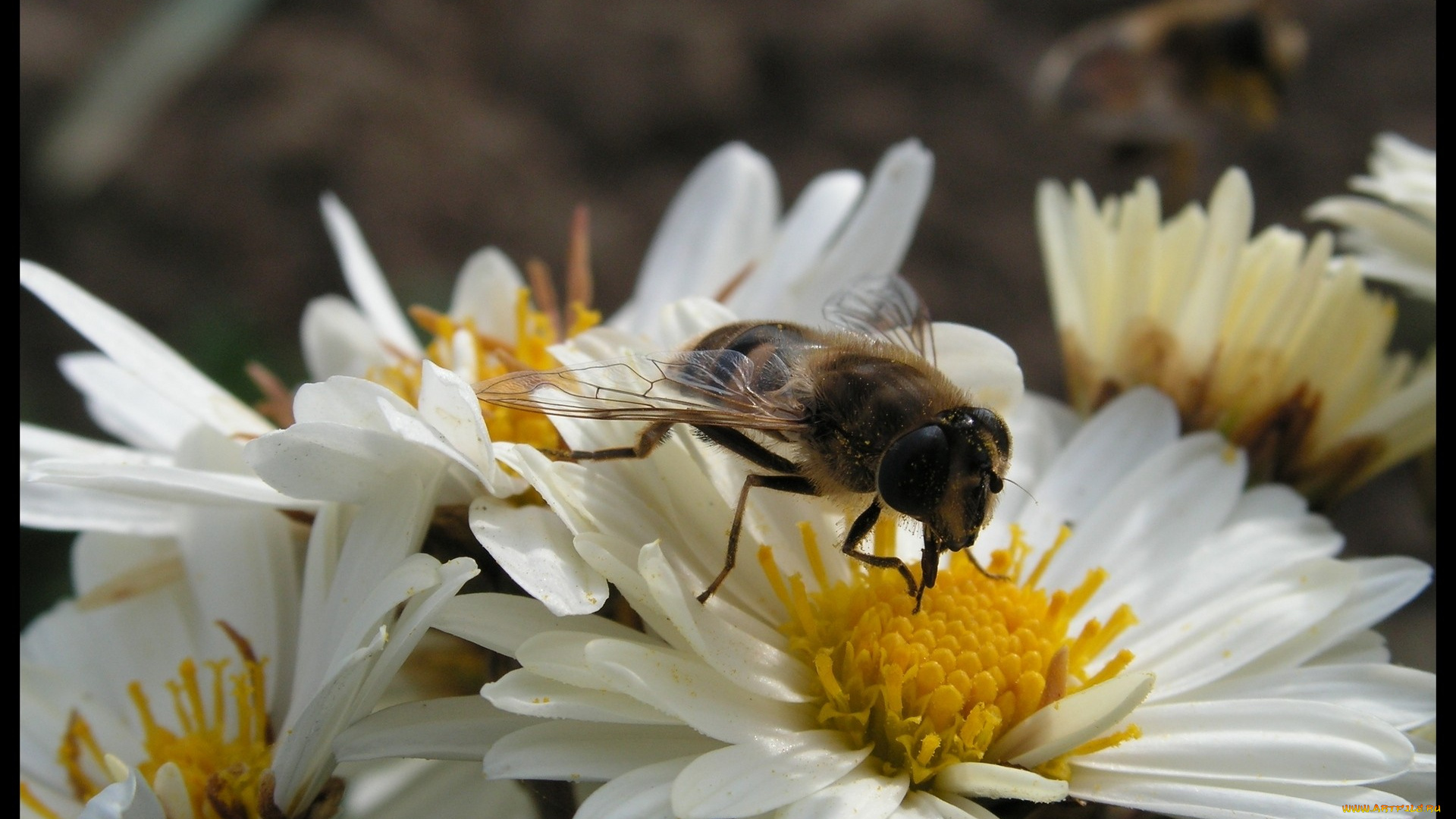 животные, пчелы, осы, шмели, пчела, в, цветке