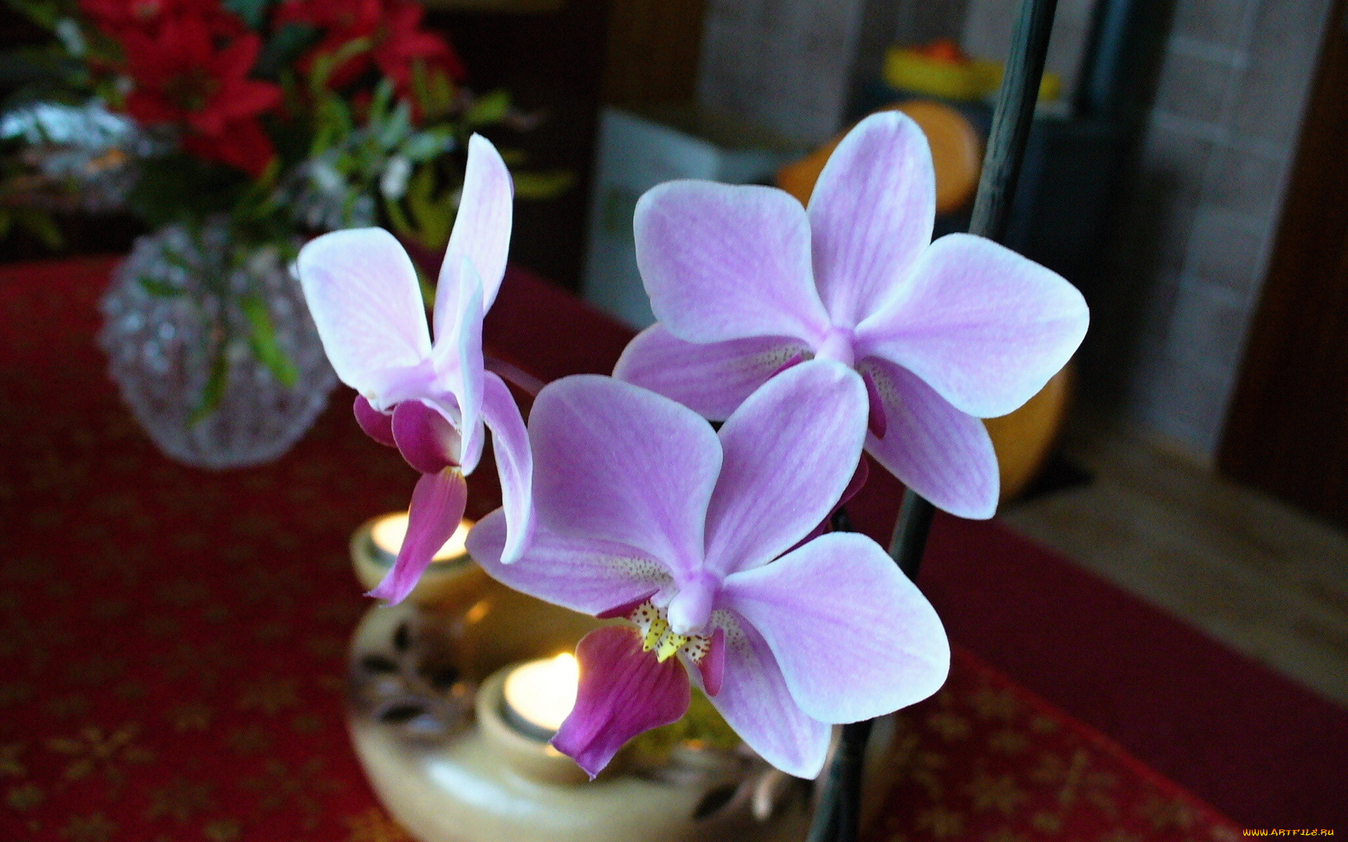 цветы, орхидеи, фиолетовые, нежные
