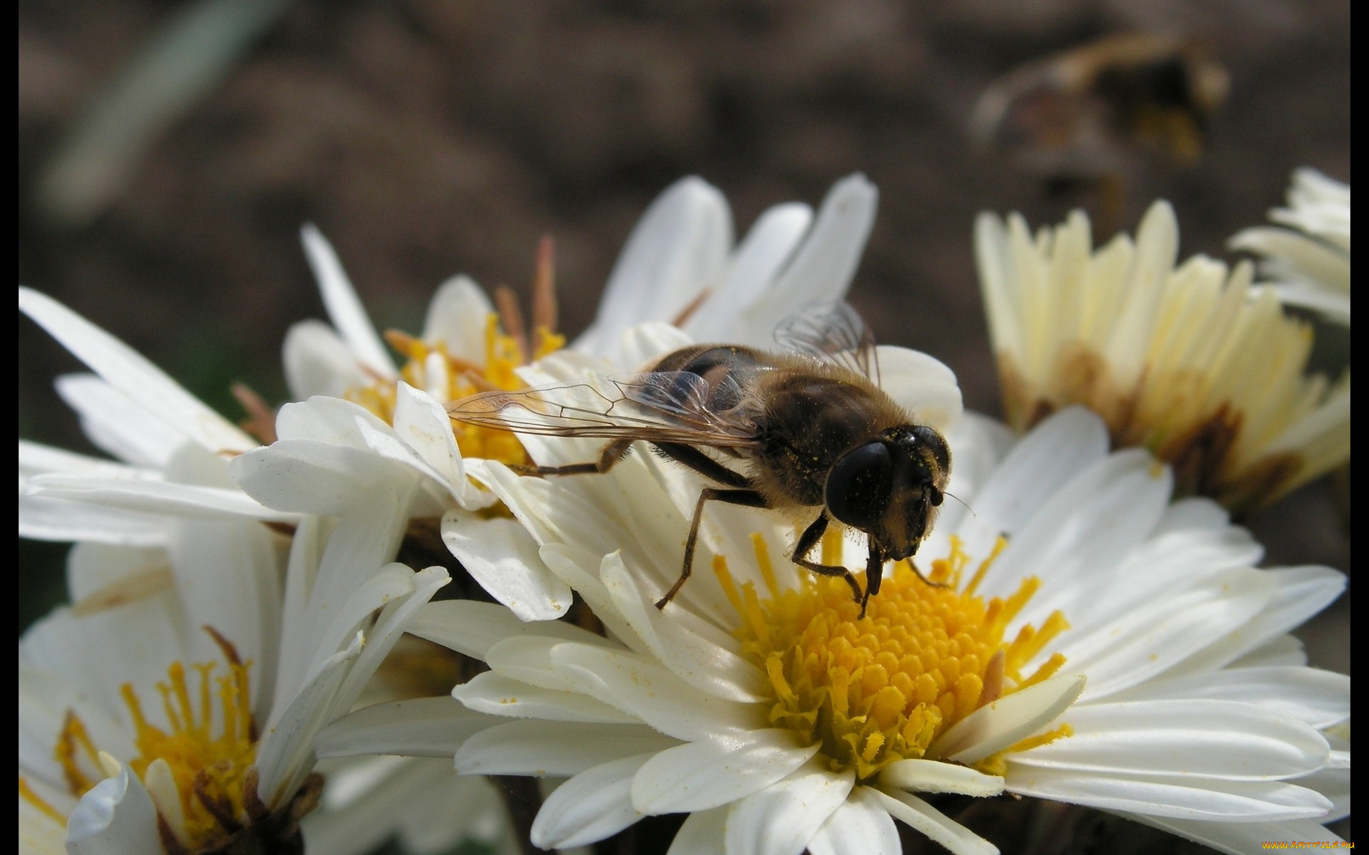 животные, пчелы, осы, шмели, пчела, в, цветке