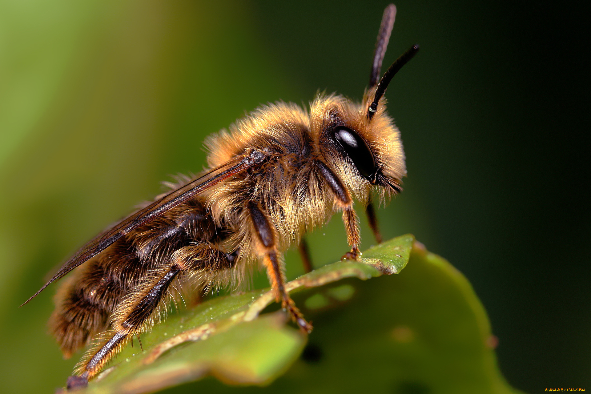 животные, пчелы, осы, шмели, пчела, макро