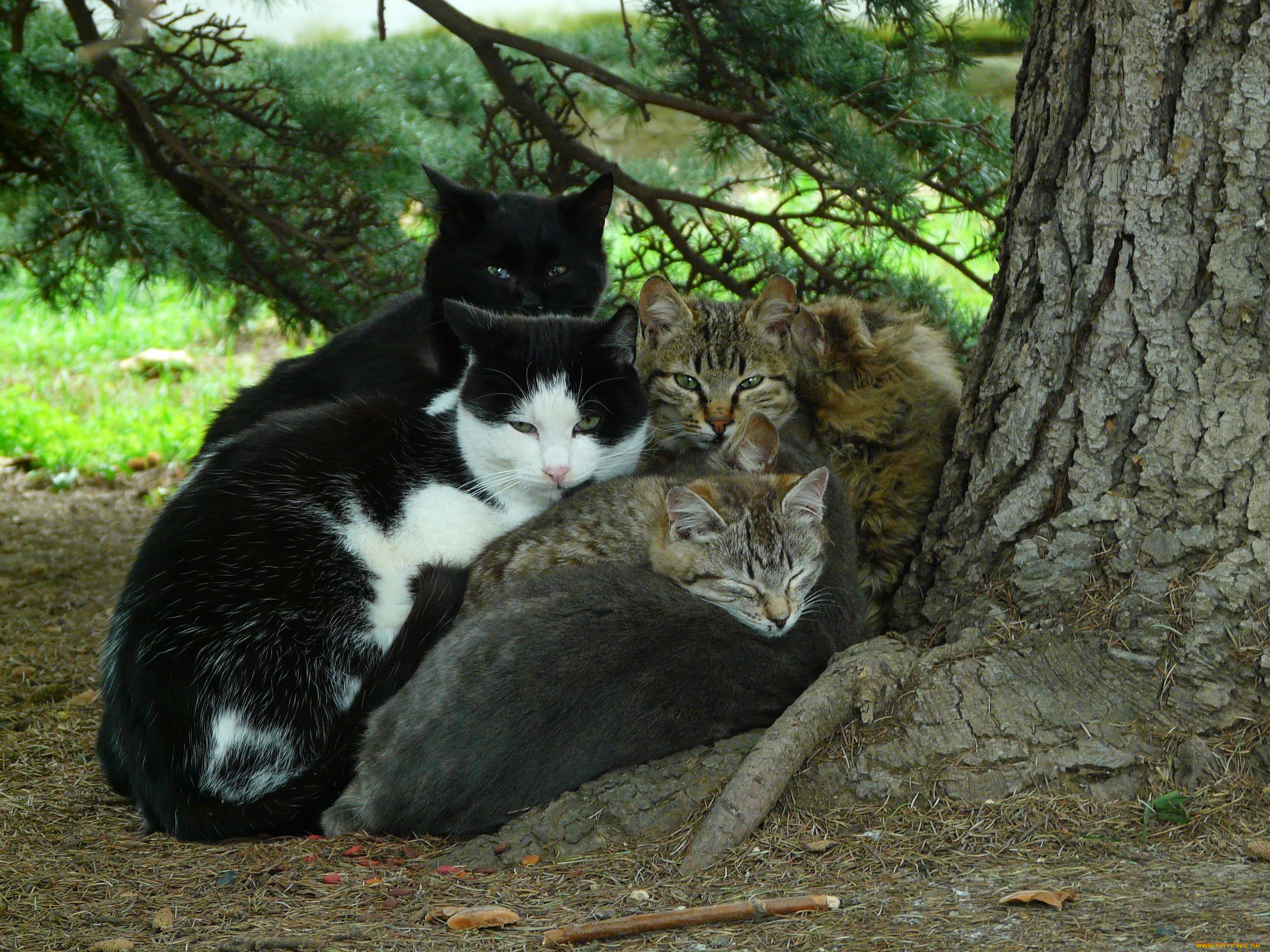 Кот в лесу. Стая котов в лесу. Лес кошки много. Много котов в лесу. Много котов.