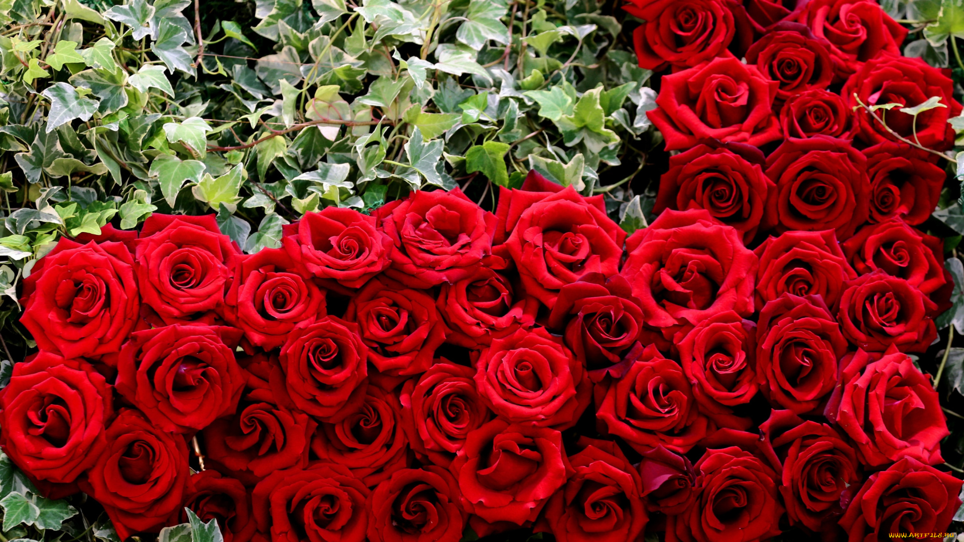 цветы, розы, сердце, красный