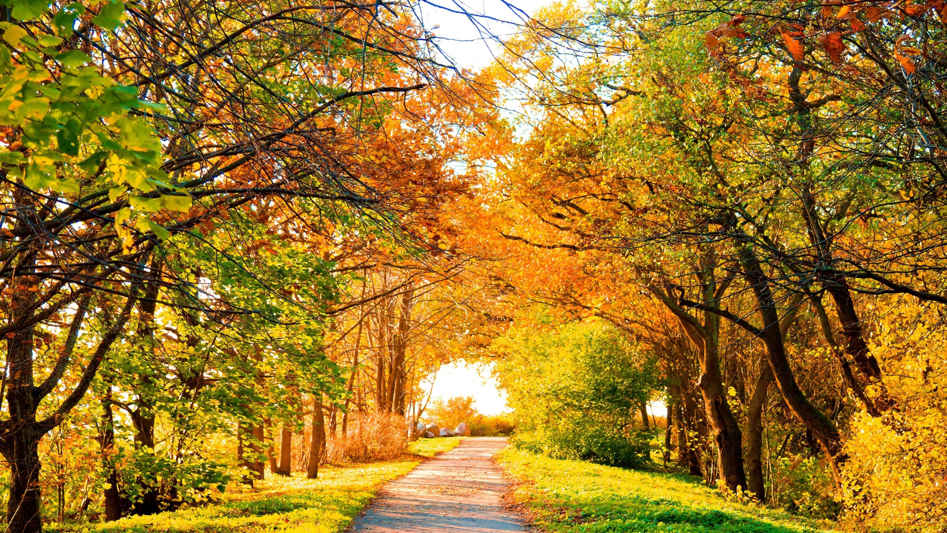 осень, природа, дороги, деревья, дорожка, аллея