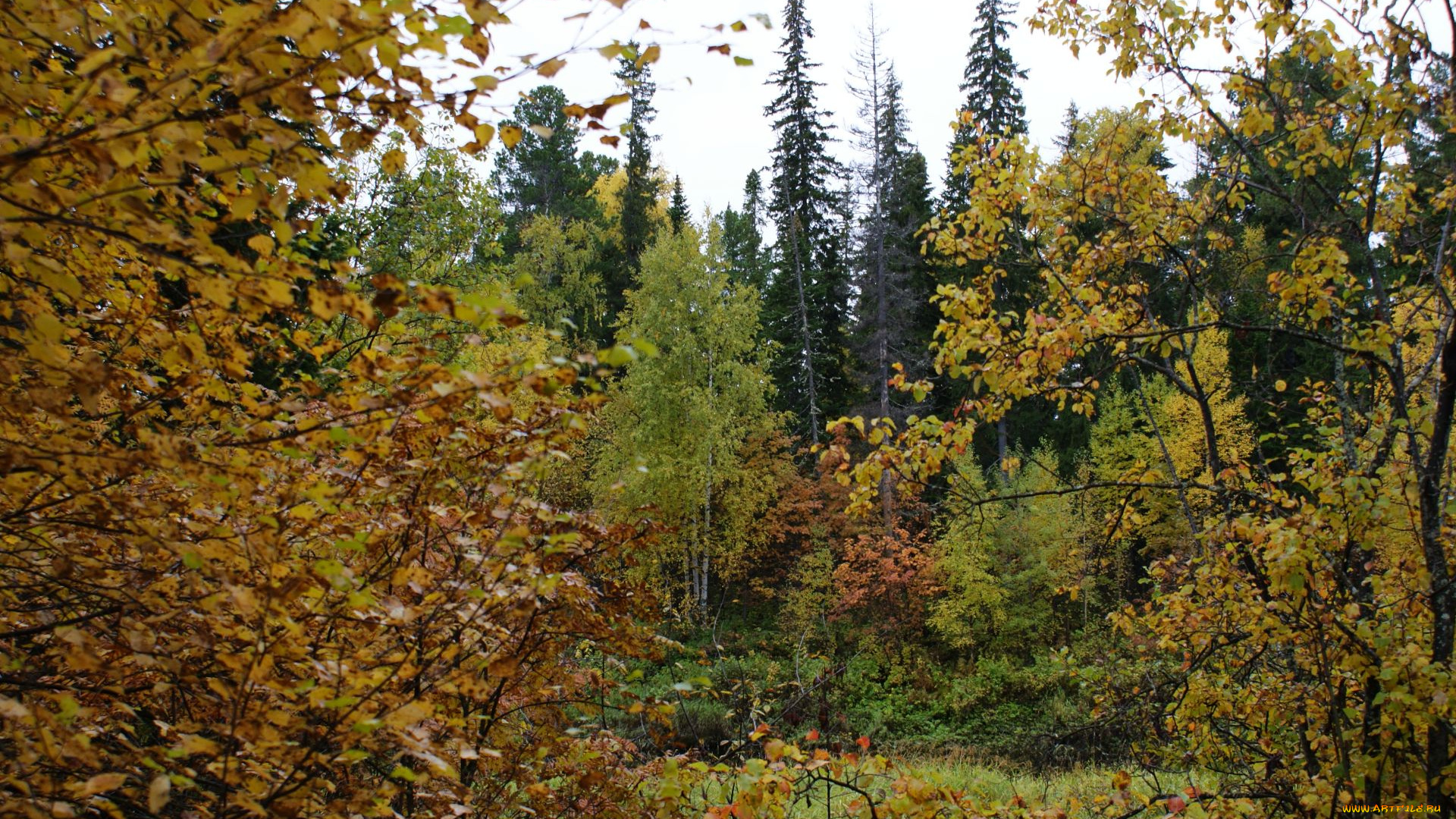 природа, нижневартовска, лес, осень, деревья