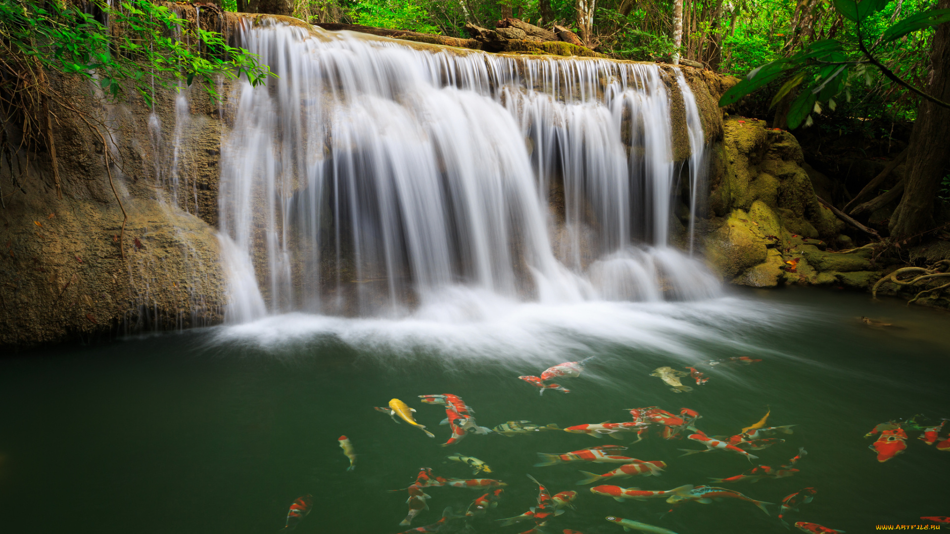 природа, водопады, карпы, рыбы, река, лес, таиланд, thailand