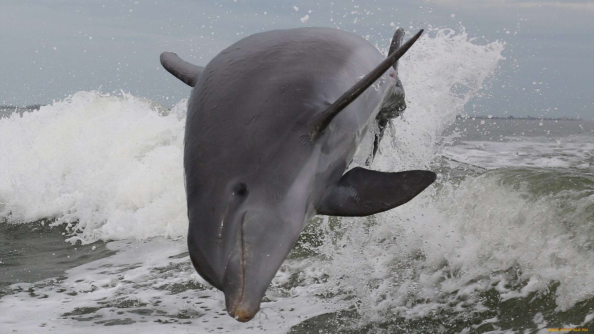 животные, дельфины, природа, море, atlantic, bottlenose, dolphin, брызги