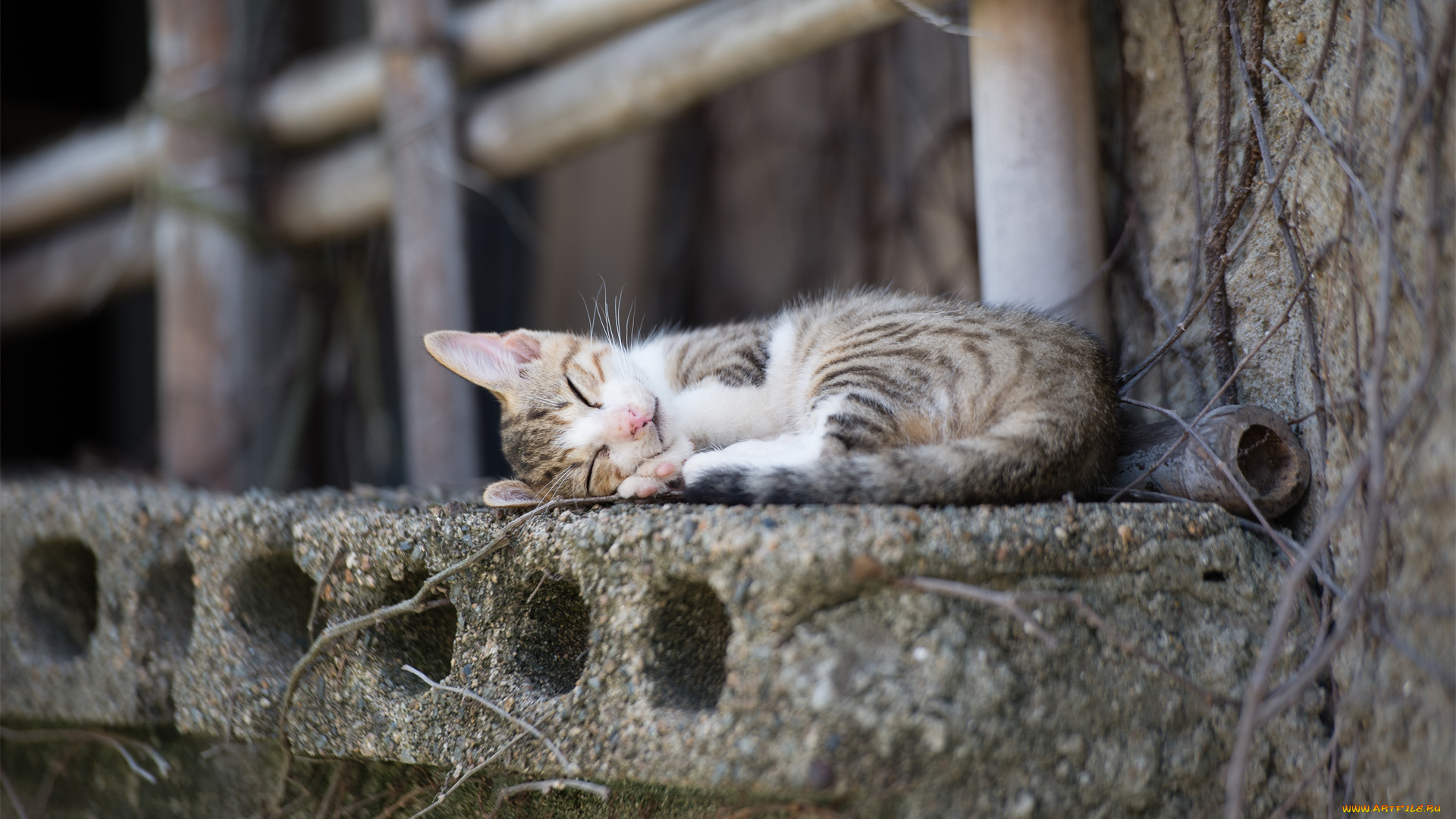 животные, коты, кошка, спит