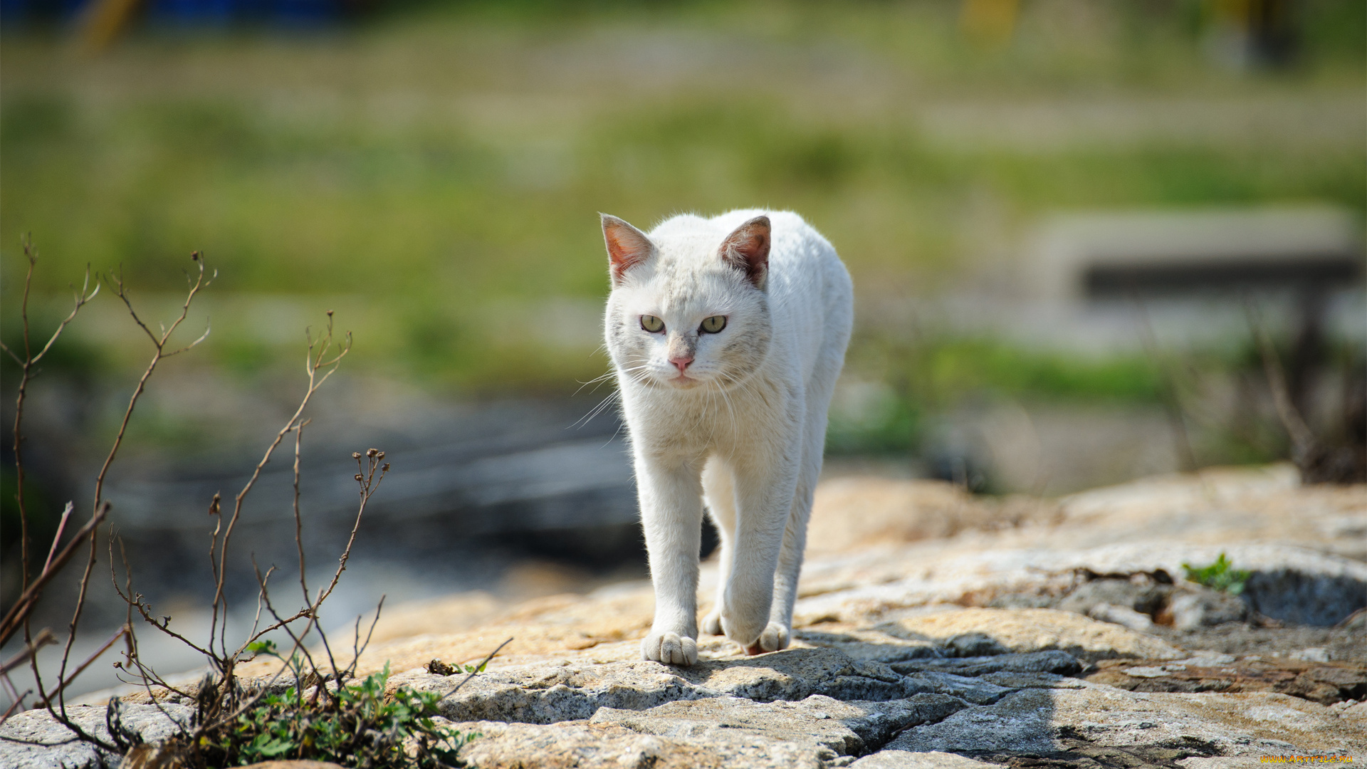 животные, коты, кот, улица, камни, прогулка, трава, белый