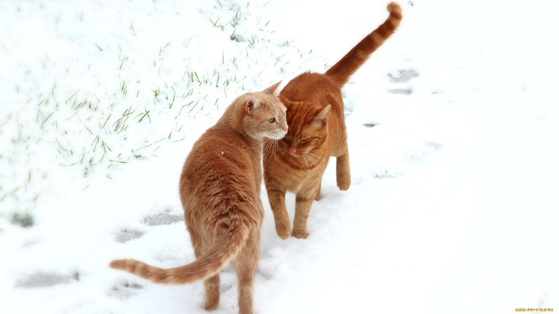 животные, коты, снег, кошки, поле
