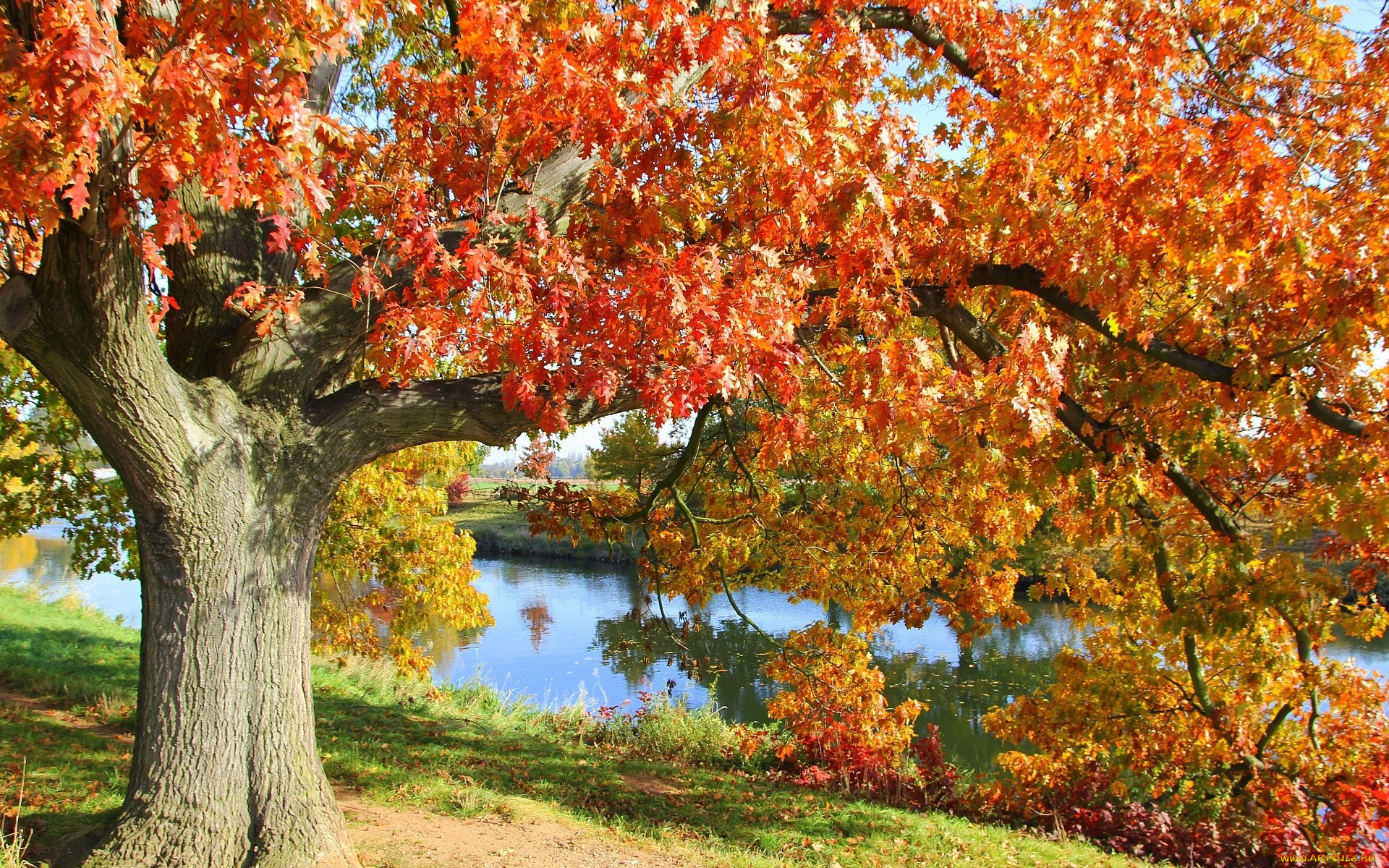 природа, деревья, осень, дуб, река