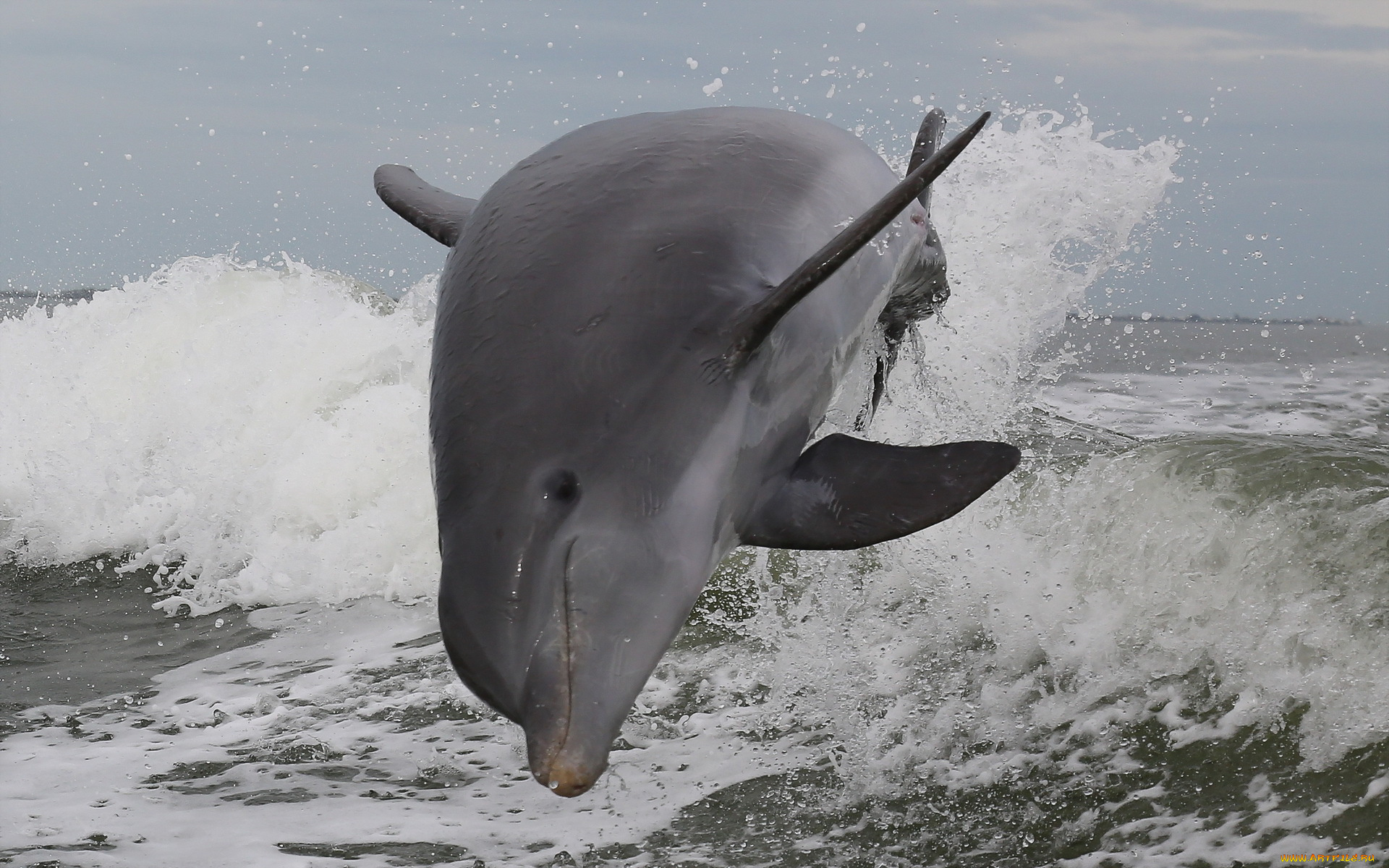 животные, дельфины, природа, море, atlantic, bottlenose, dolphin, брызги