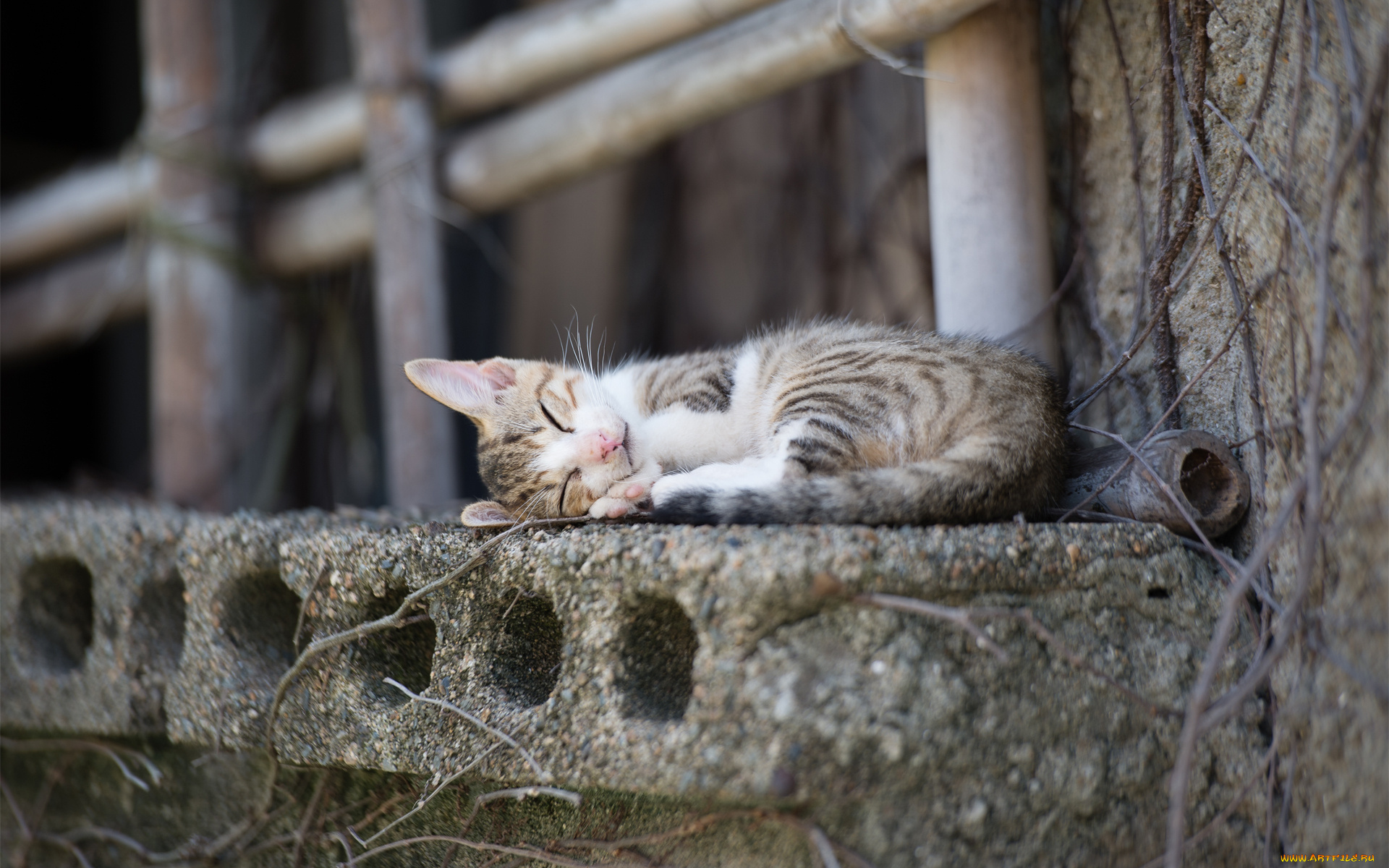 животные, коты, кошка, спит