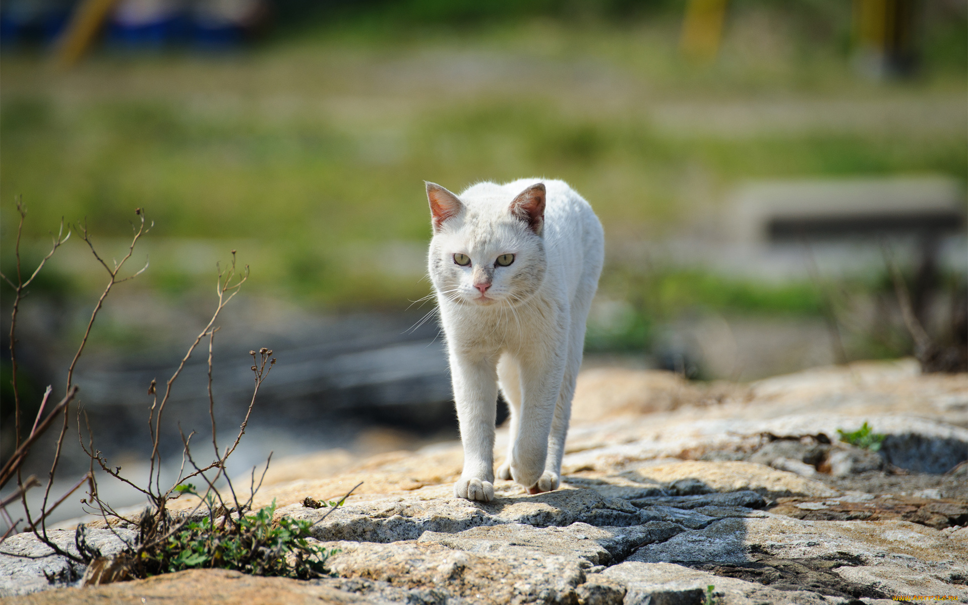 животные, коты, кот, улица, камни, прогулка, трава, белый