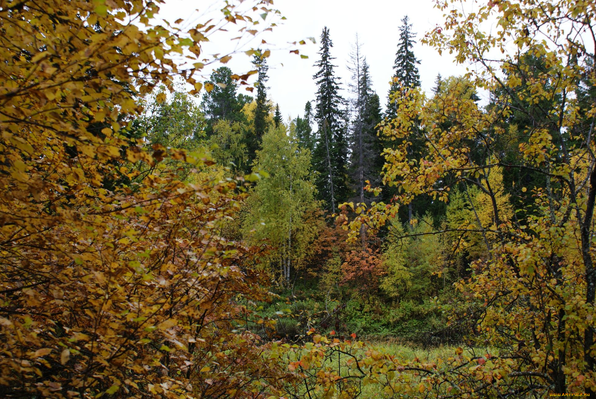 природа, нижневартовска, лес, осень, деревья