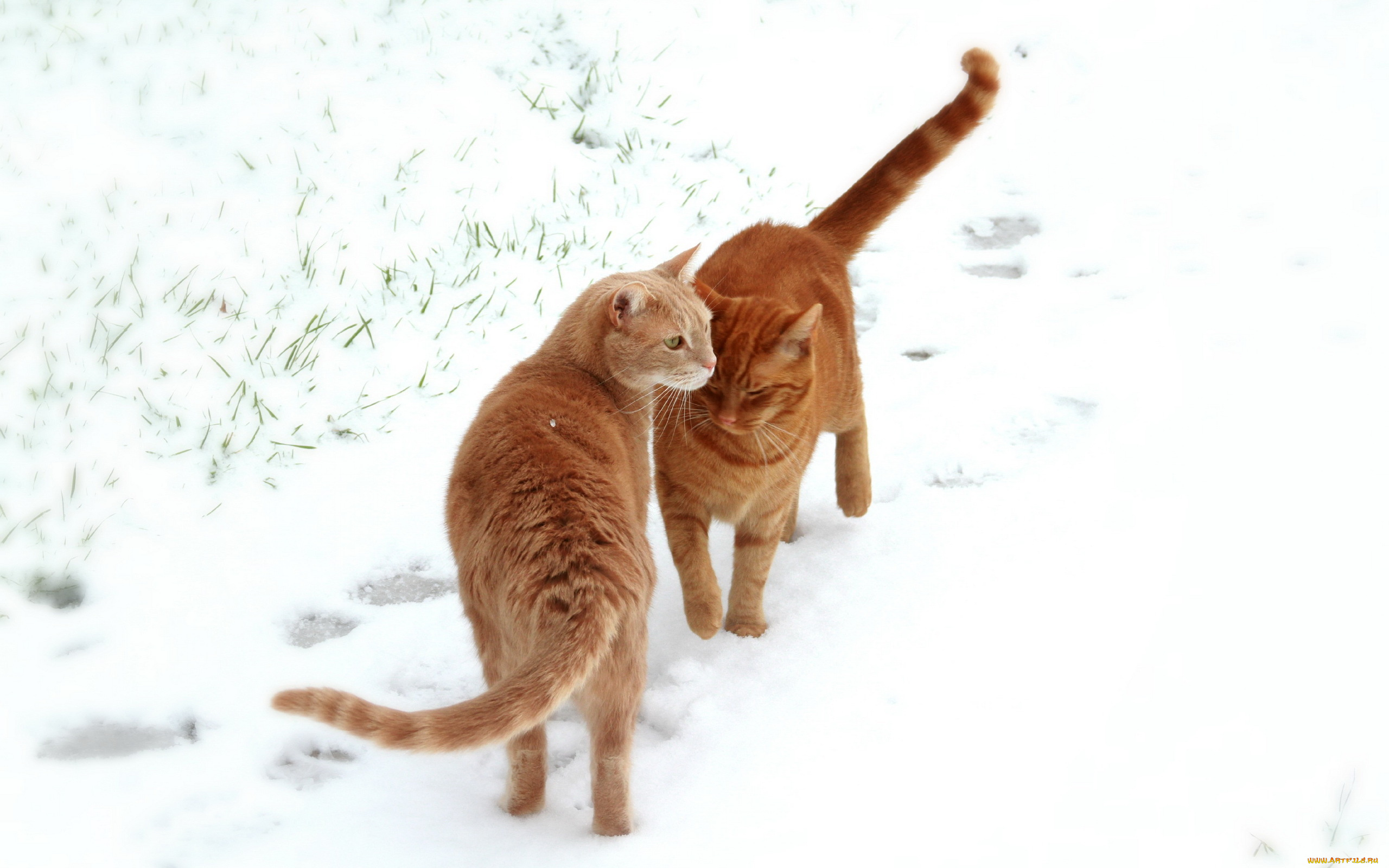 животные, коты, снег, кошки, поле