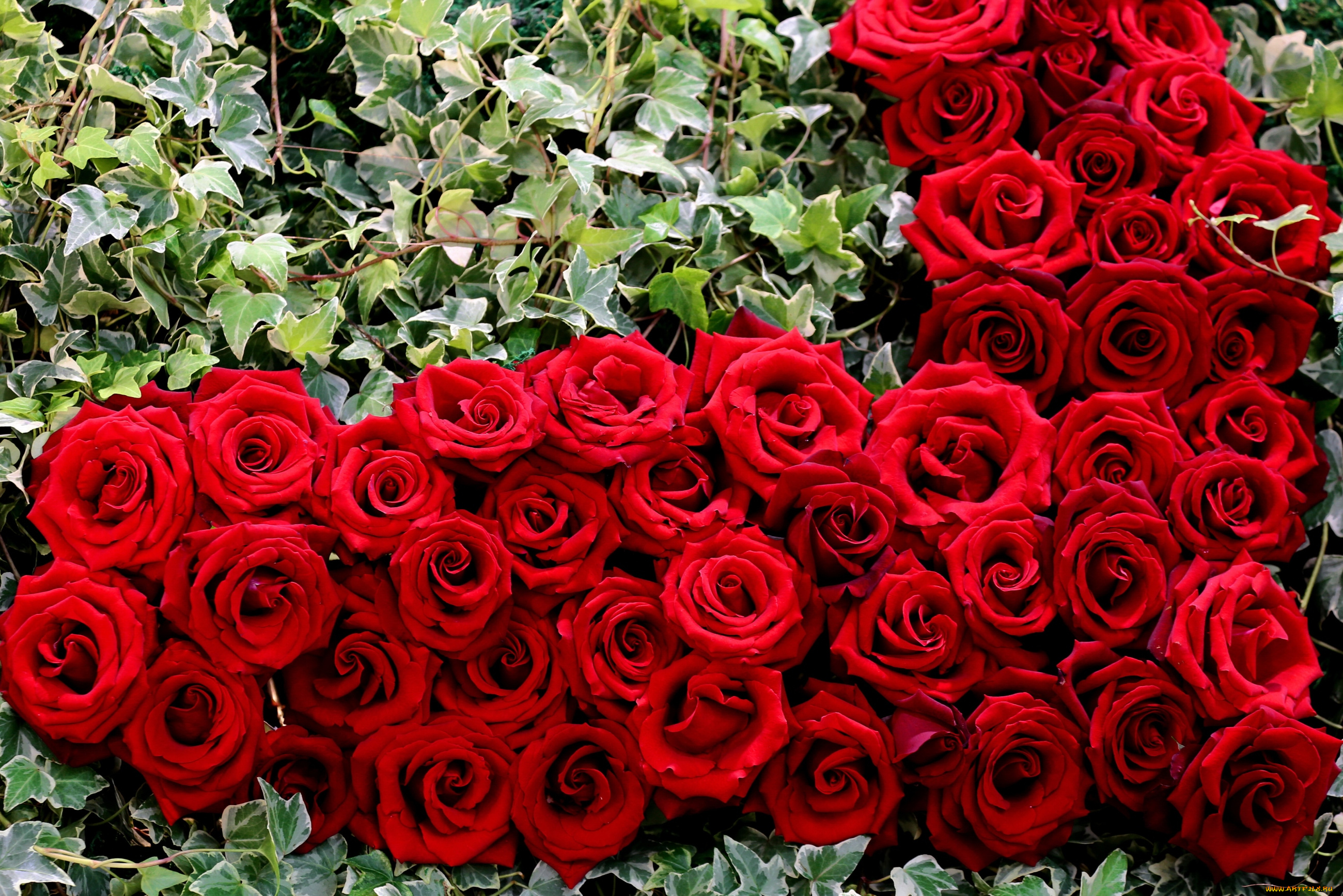 цветы, розы, сердце, красный