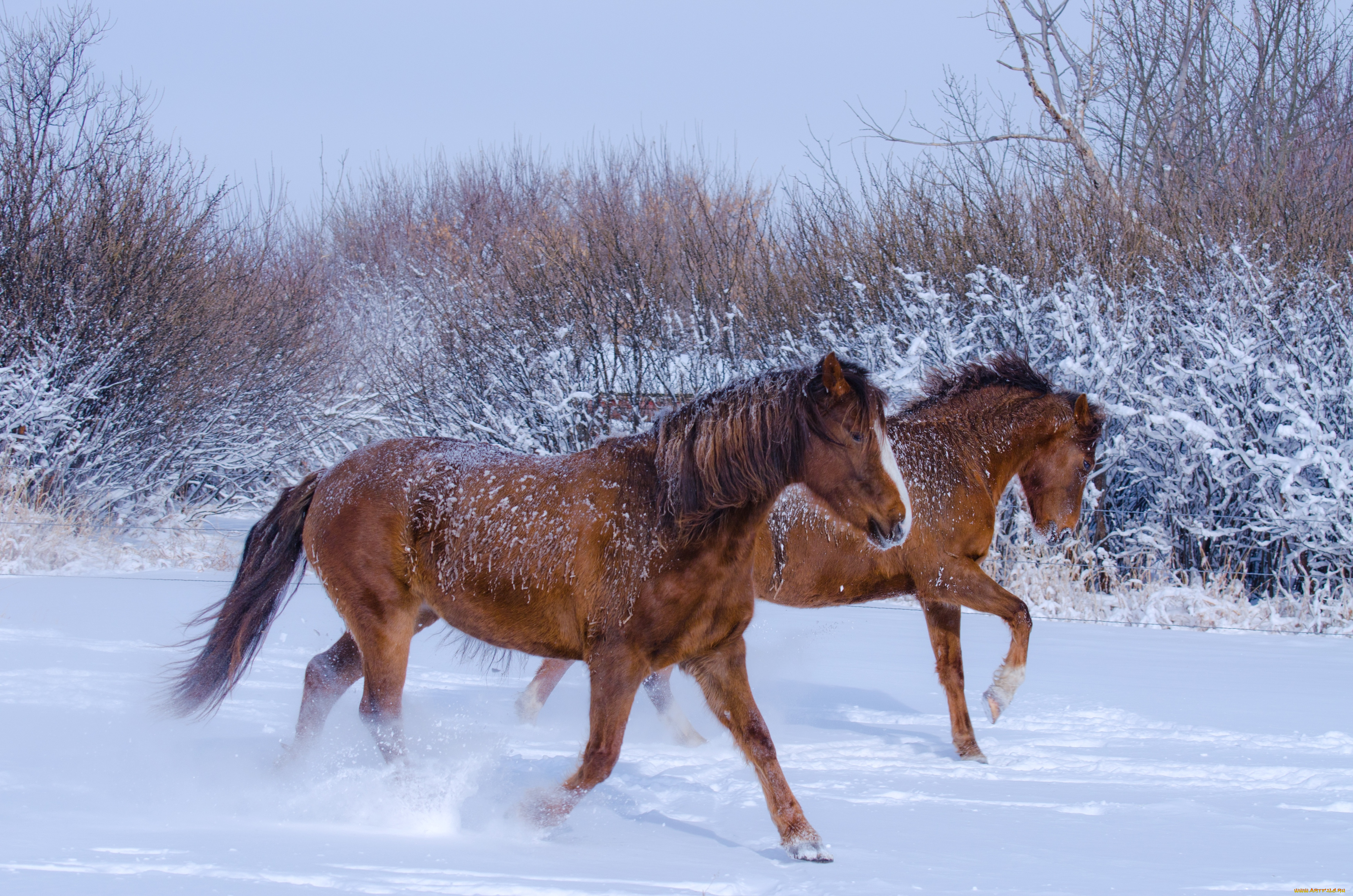 животные, лошади, гривы, снег, зима