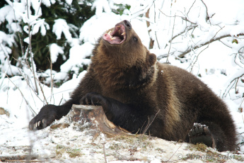 Картинка животные медведи хищник бурый рев