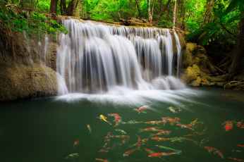 Картинка природа водопады карпы рыбы река лес таиланд thailand