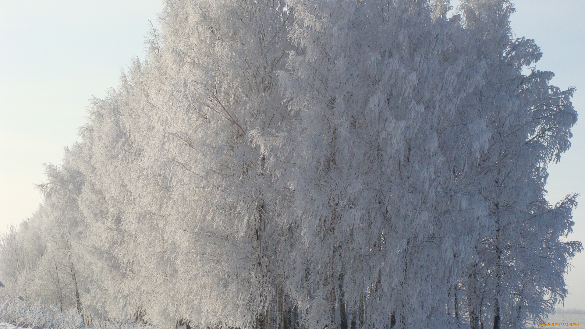природа, деревья, утро, снег, березы