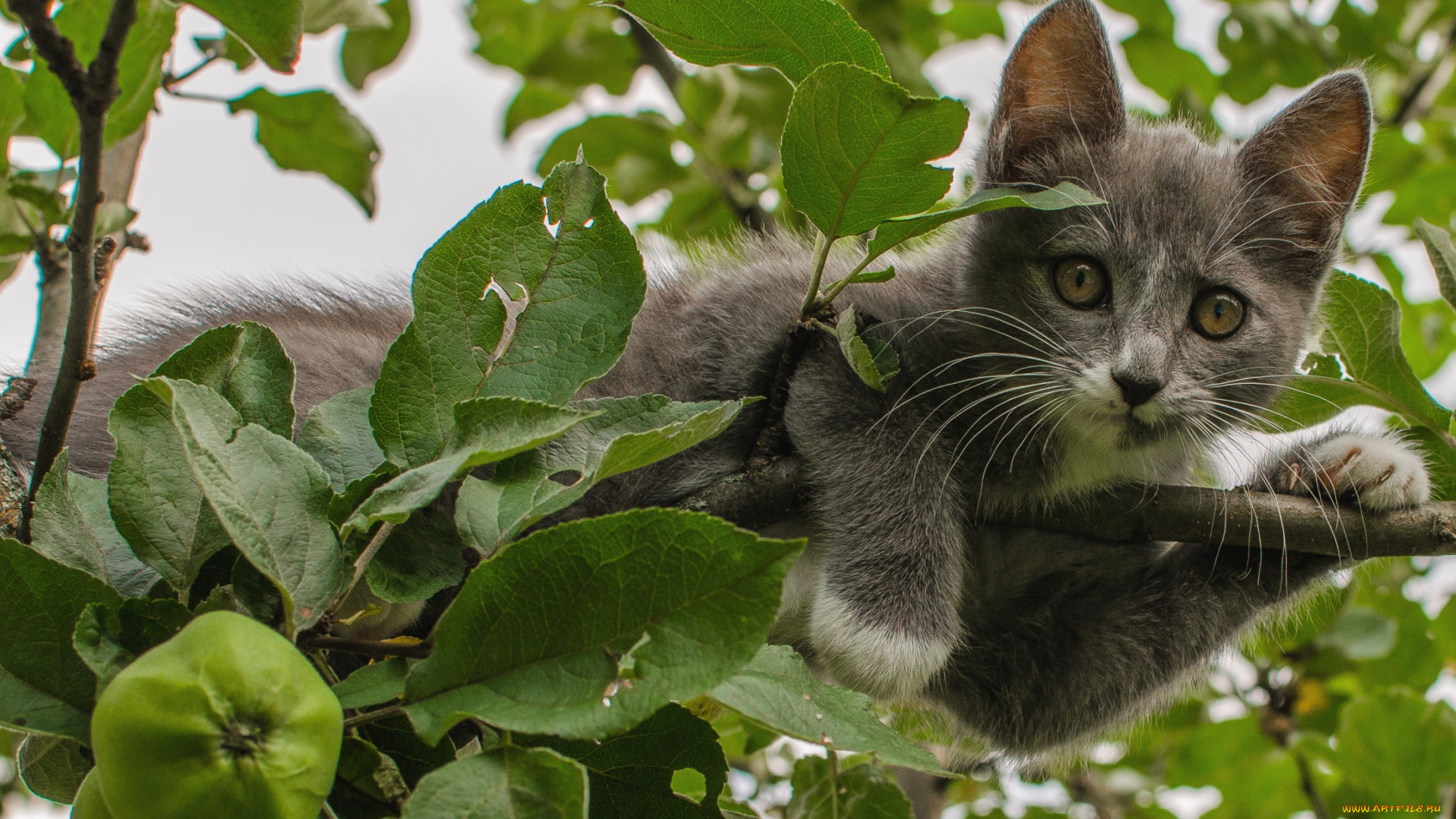 животные, коты, дерево