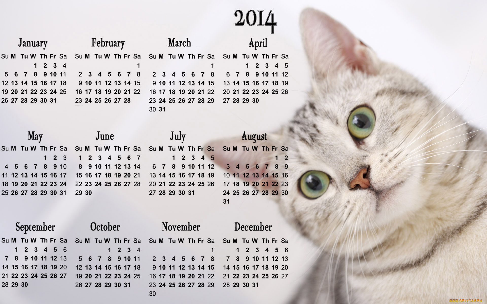 календари, животные, кот