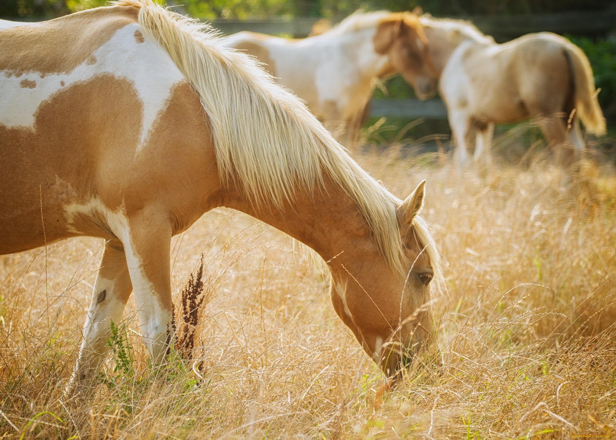 животные, лошади, свет, пастбище, трава, конь