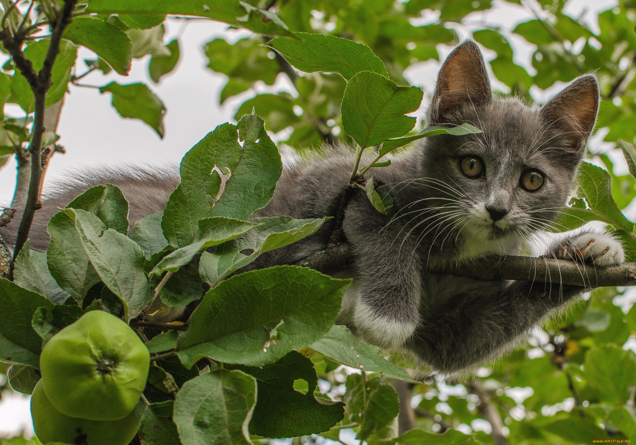 животные, коты, дерево