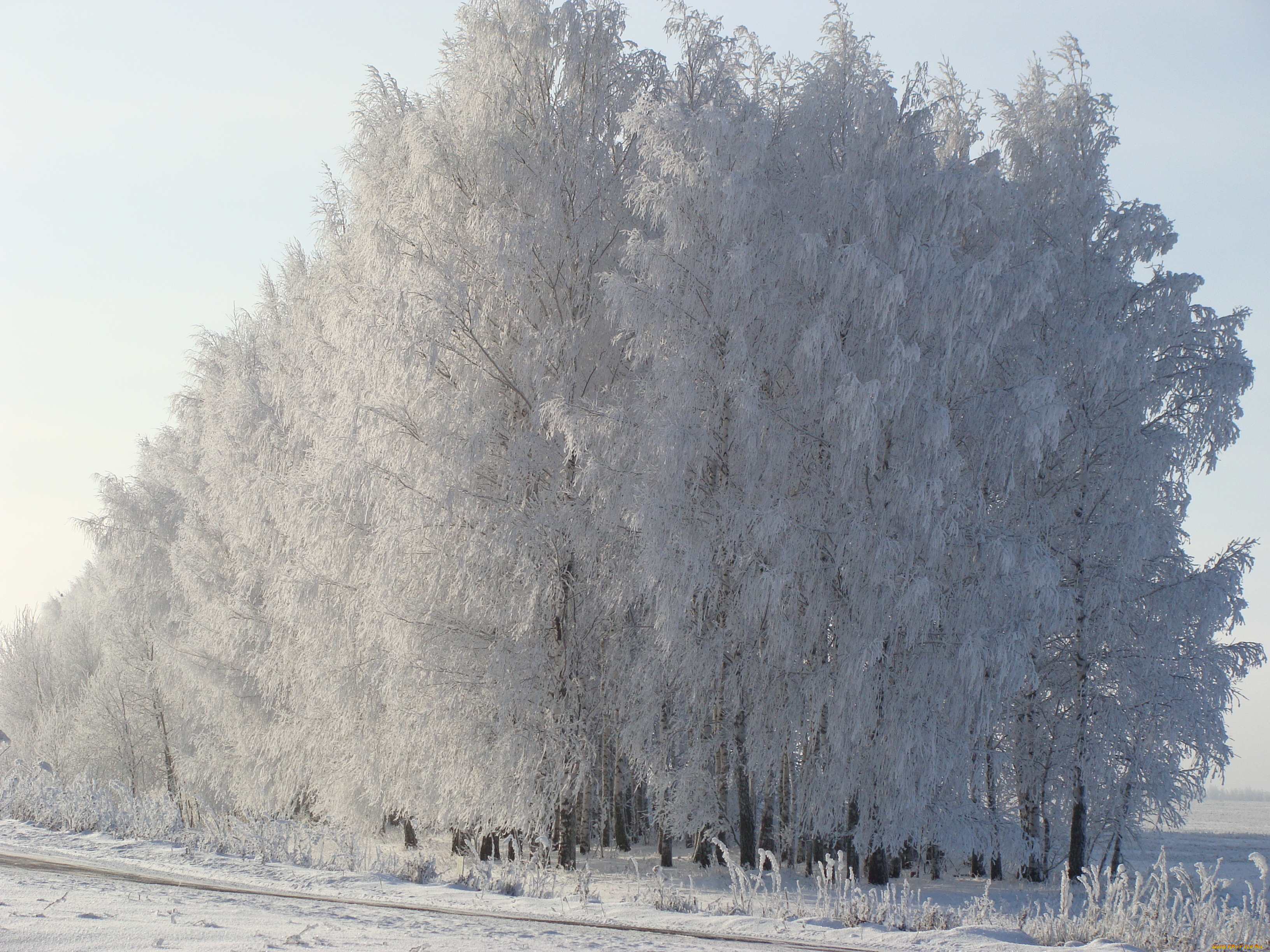 природа, деревья, утро, снег, березы