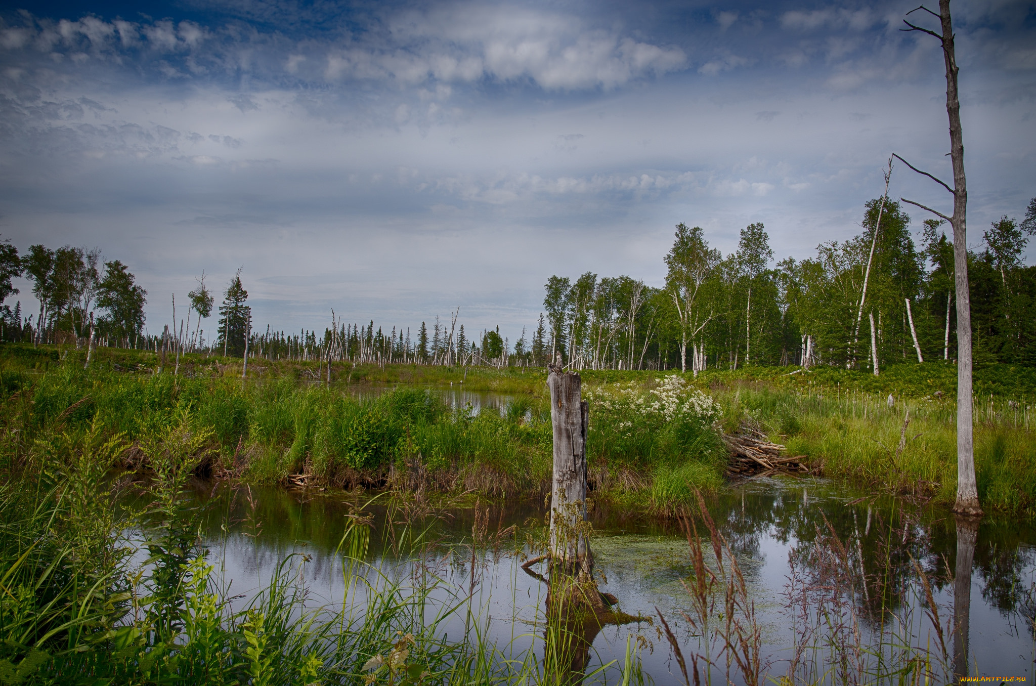 природа, реки, озера, лес, река